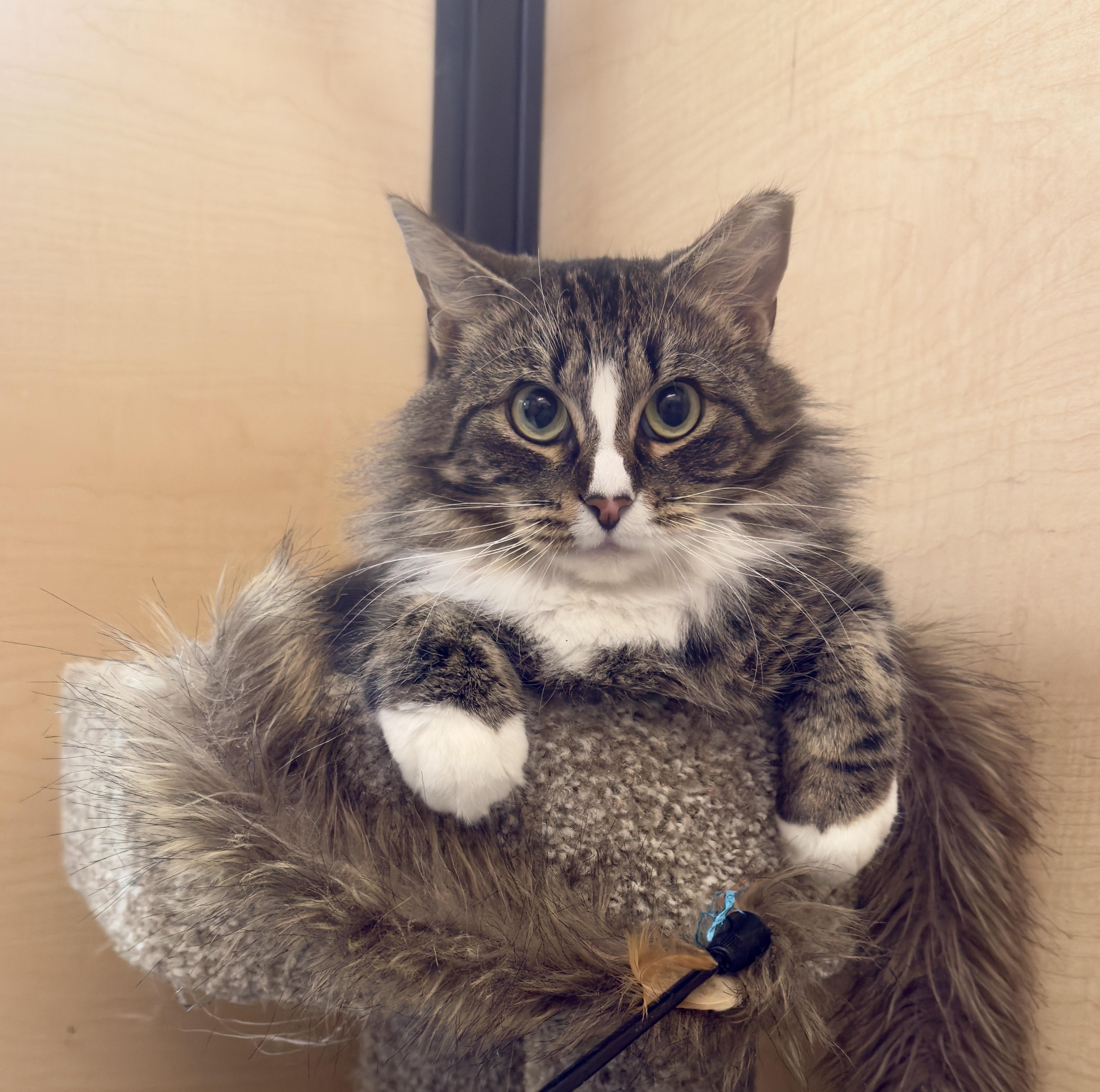 Enlarge Flurry, a ADOPTABLE Tabby in Spanish Fort, AL image 6/6