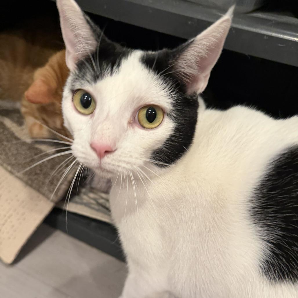 Enlarge Bindi, a Adoptable Domestic Short Hair in Alexandria, VA image 1/1