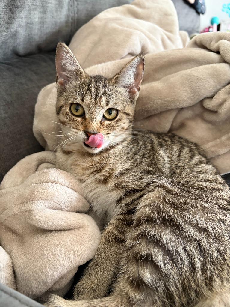DOLLY, Adoptable, Kitten Female Domestic Short Hair.