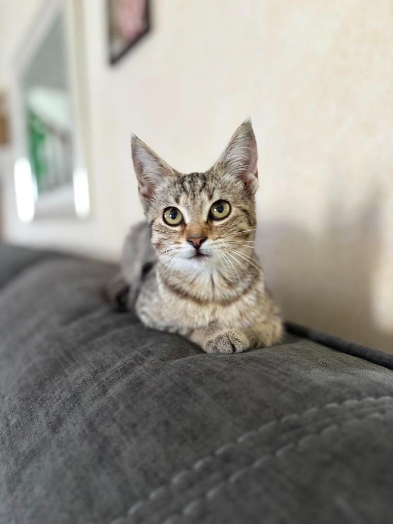 Enlarge DOLLY, a Adoptable mixed breed in Wintersville, OH image 3/3