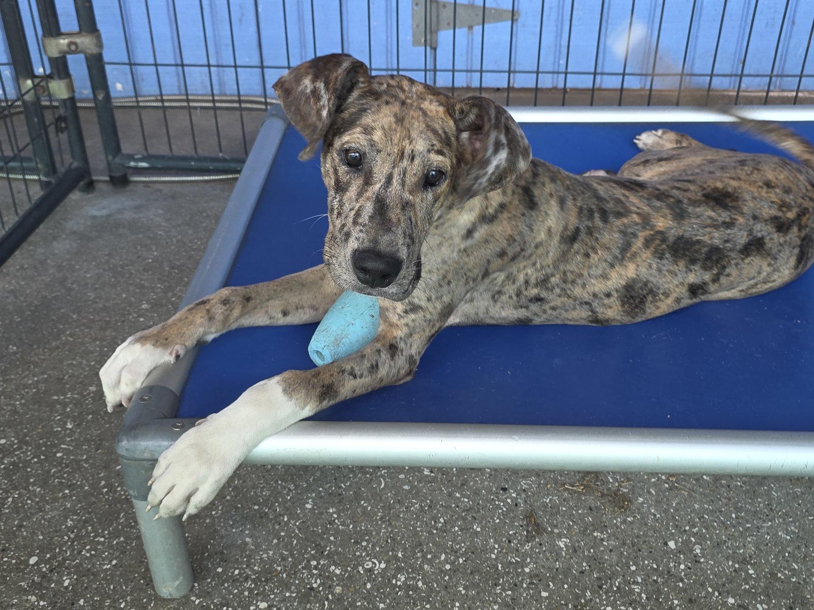 Enlarge Mabel, a Adoptable Great Dane in Jupiter, FL image 1/3