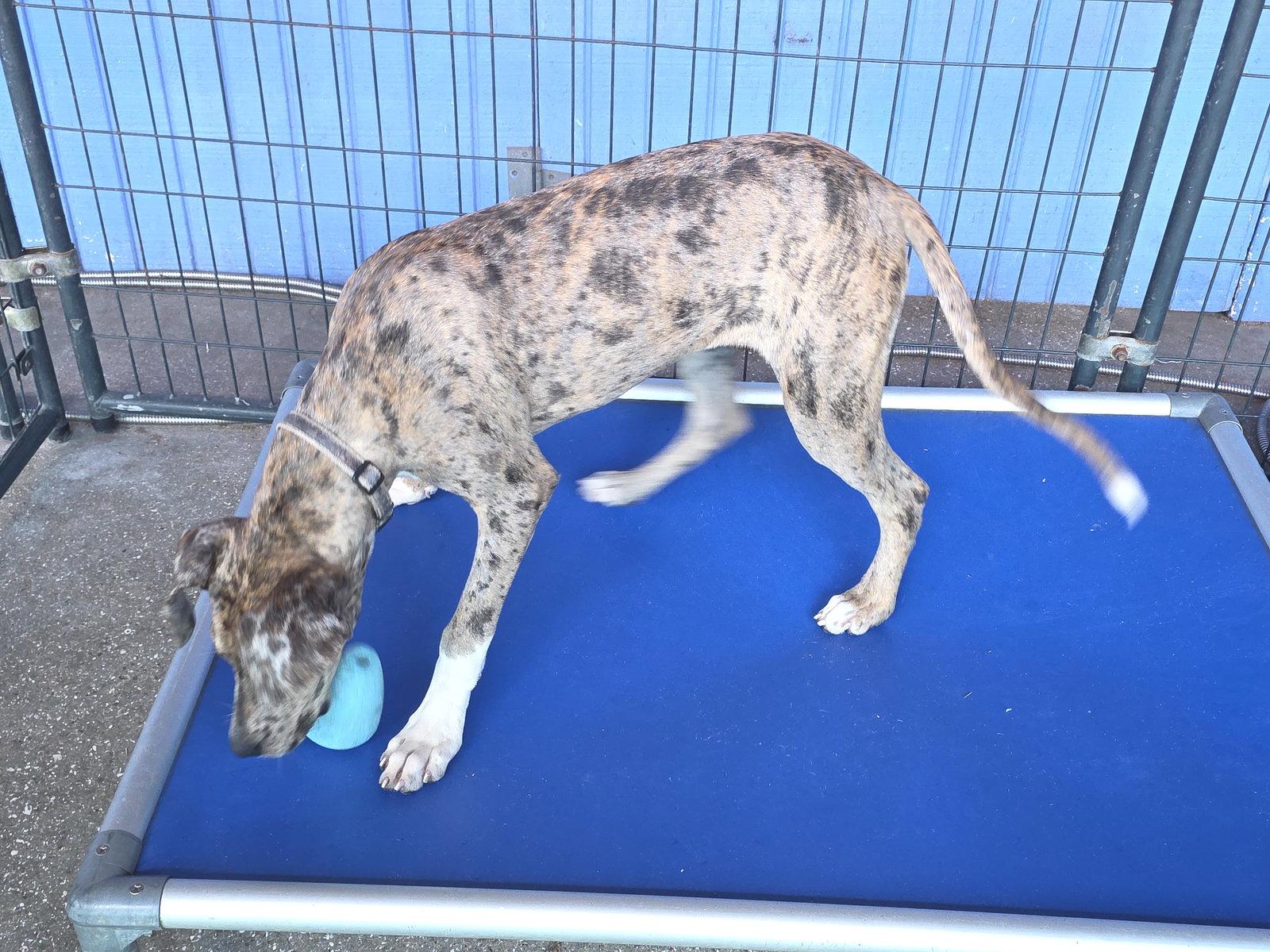 Enlarge Mabel, a Adoptable Great Dane in Jupiter, FL image 2/3