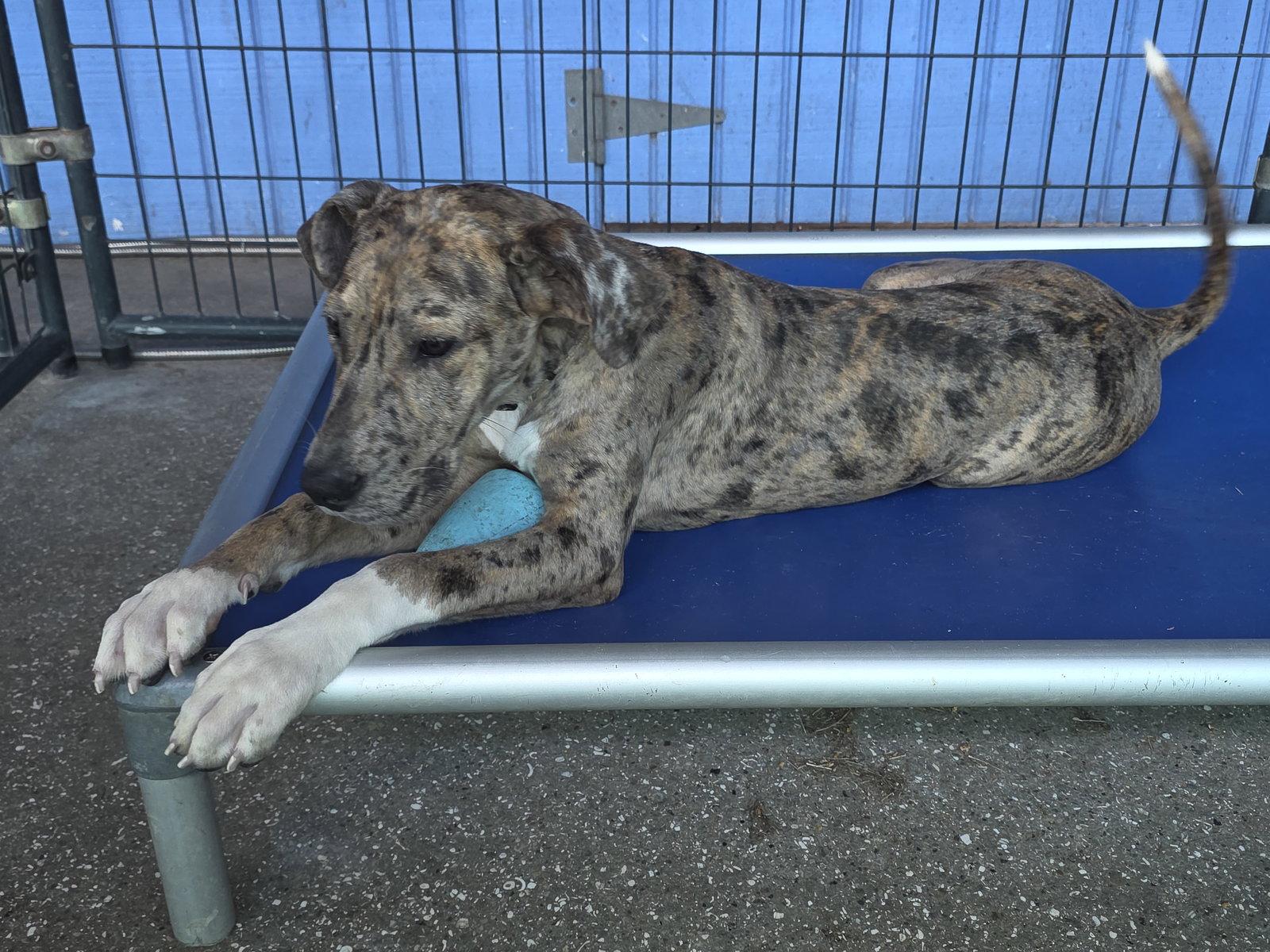 Enlarge Mabel, a Adoptable Great Dane in Jupiter, FL image 3/3