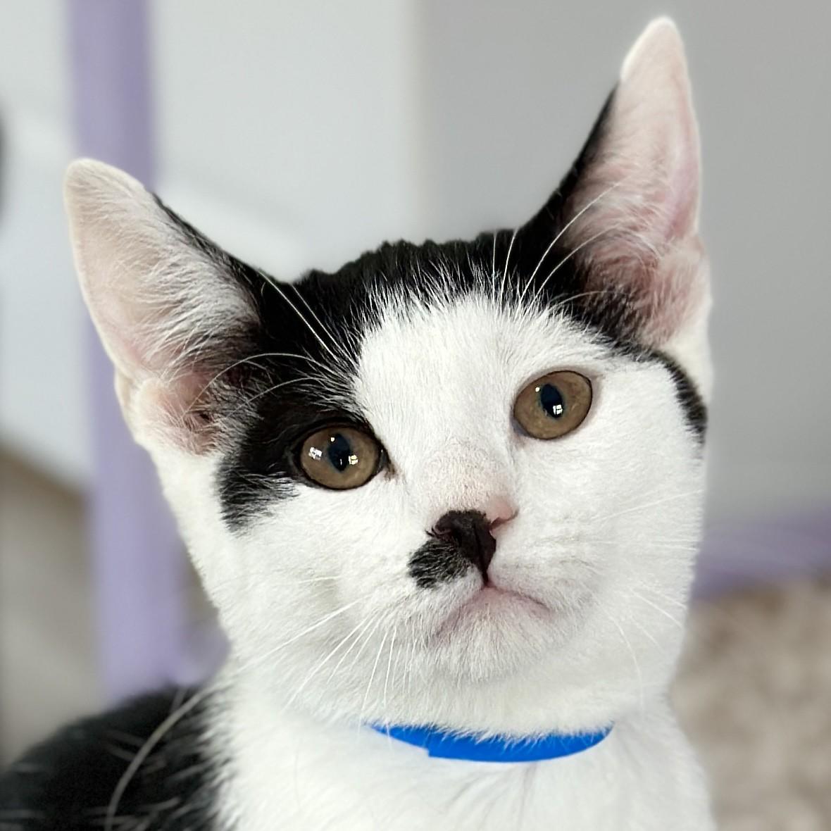 Charlie, adopted, Kitten Male Domestic Short Hair.