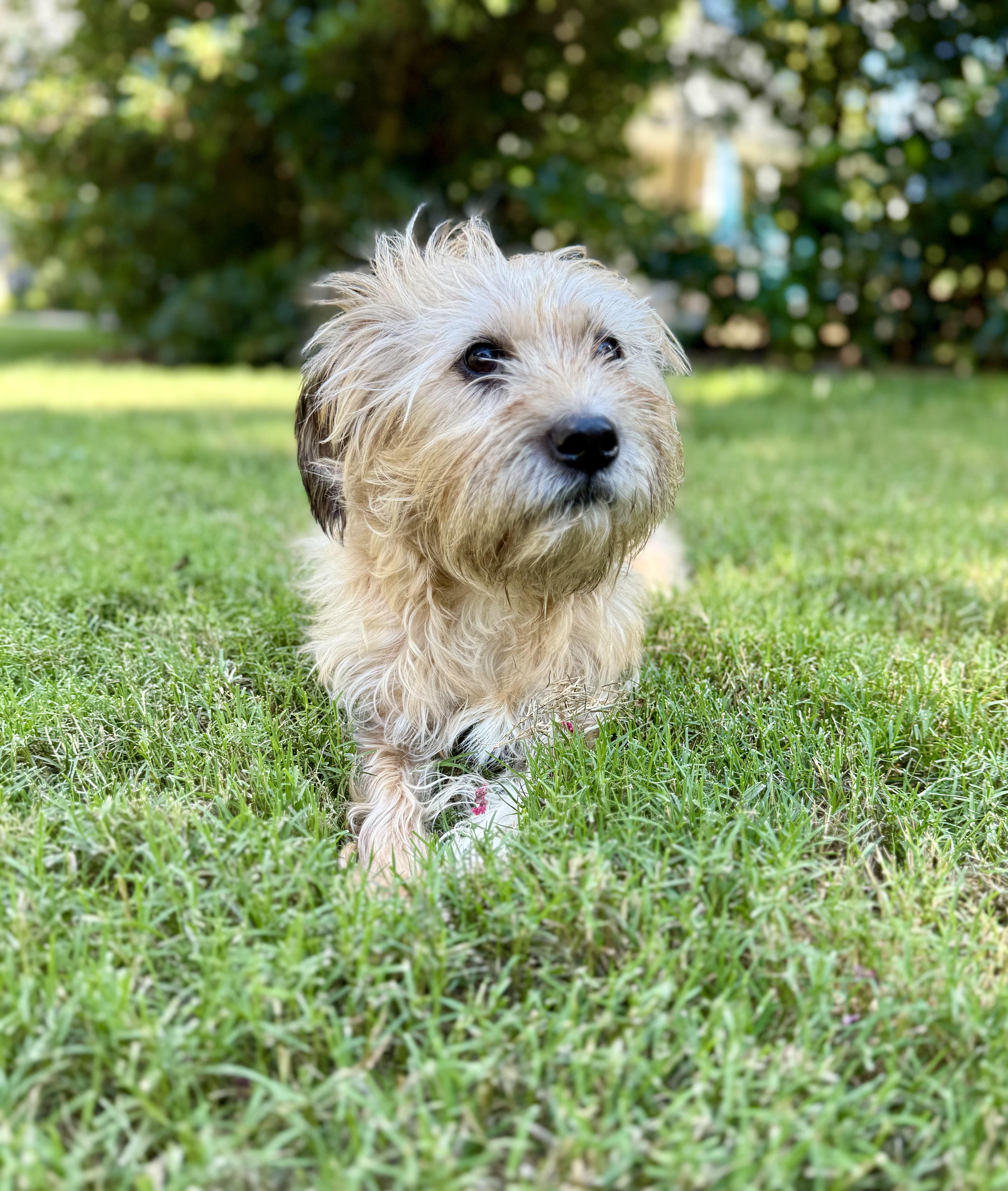 Zsa Zsa