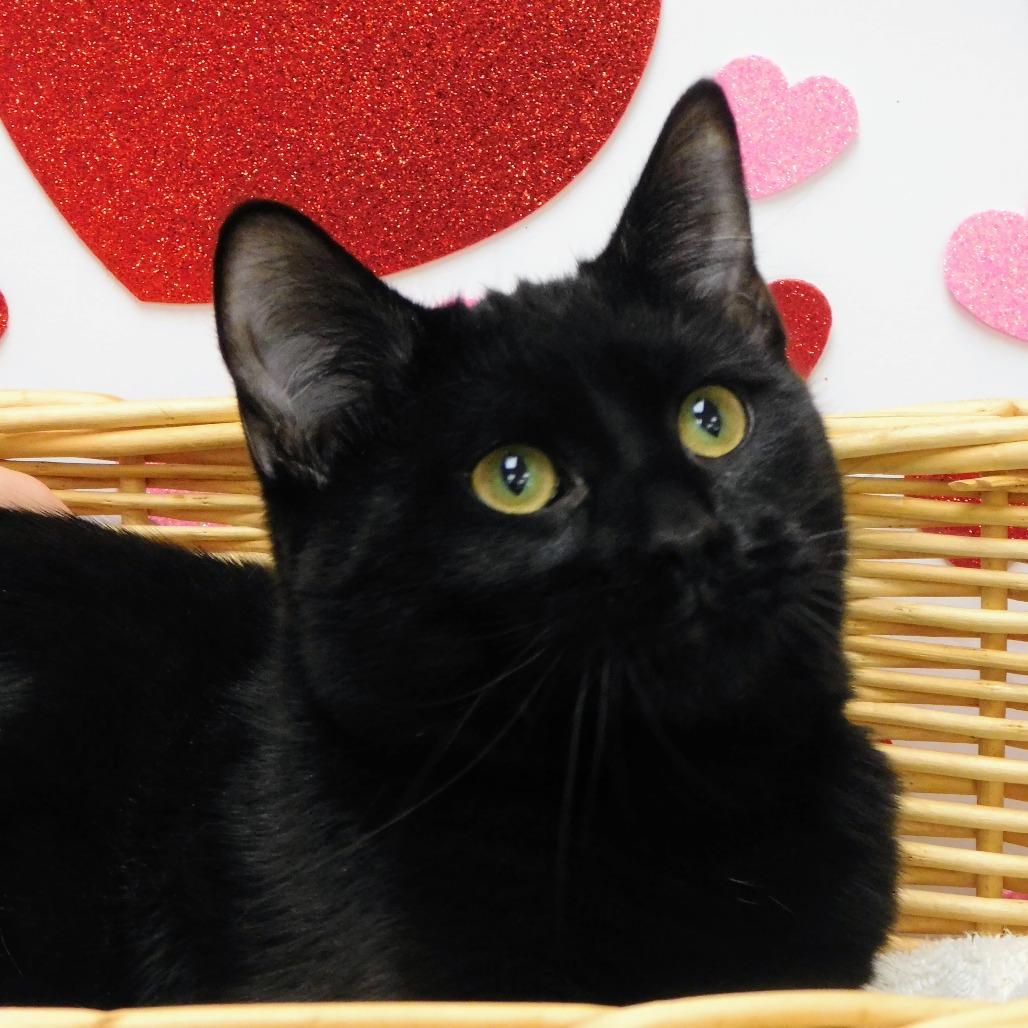 Enlarge Vampire, a Adoptable Domestic Short Hair in Canton, IL image 1/6