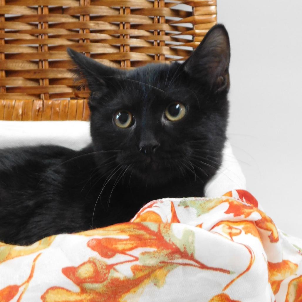 Enlarge Vampire, a Adoptable Domestic Short Hair in Canton, IL image 2/6