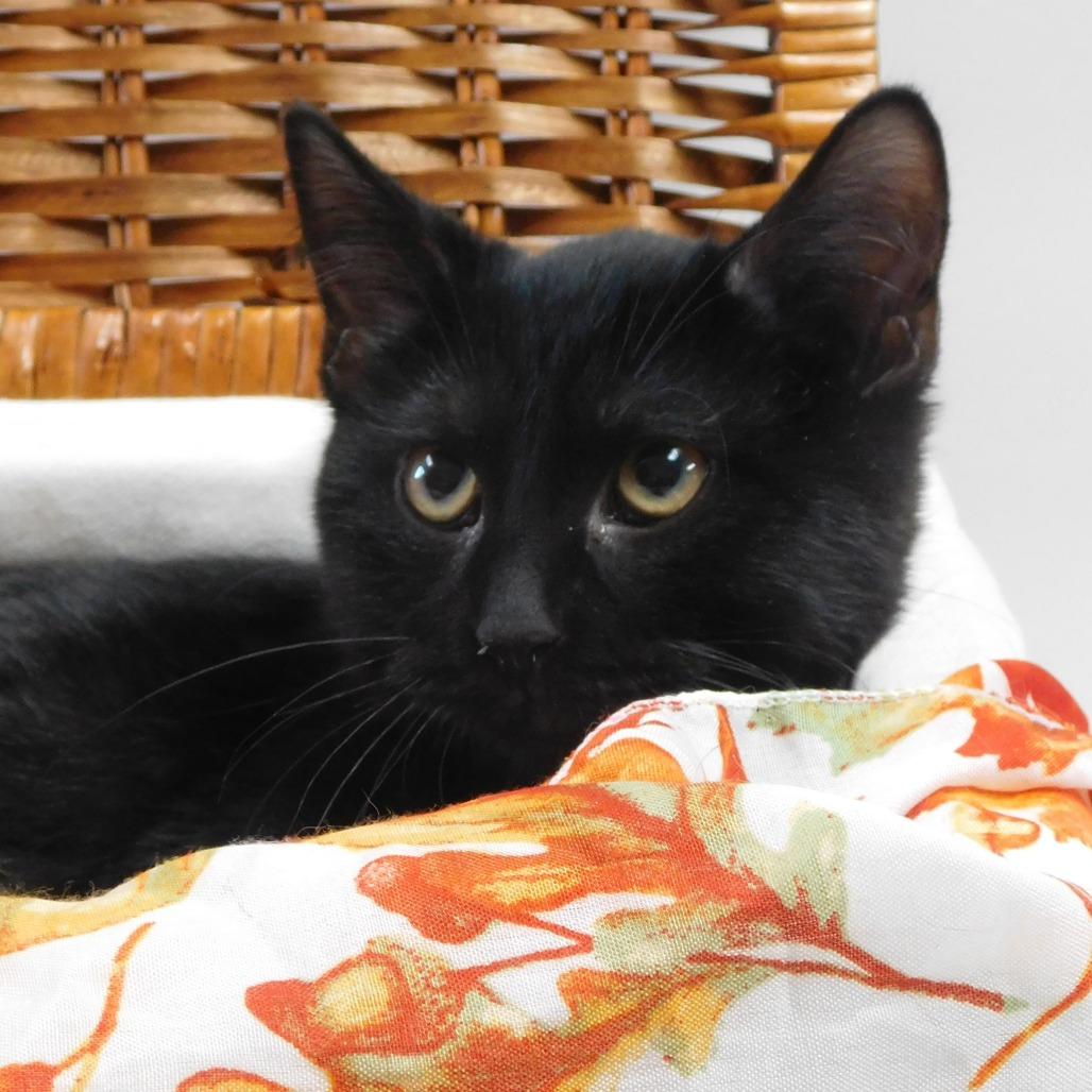 Enlarge Vampire, a Adoptable Domestic Short Hair in Canton, IL image 3/6