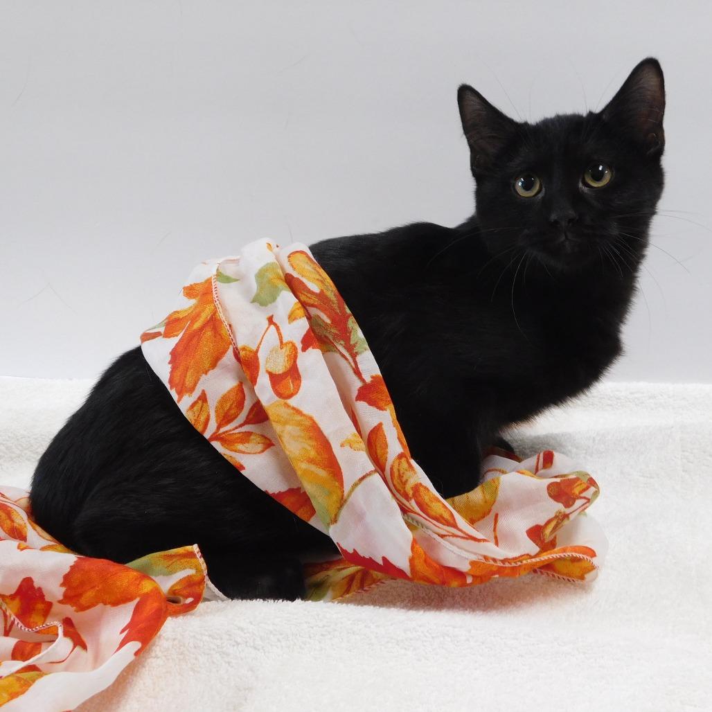 Enlarge Vampire, a Adoptable Domestic Short Hair in Canton, IL image 4/6