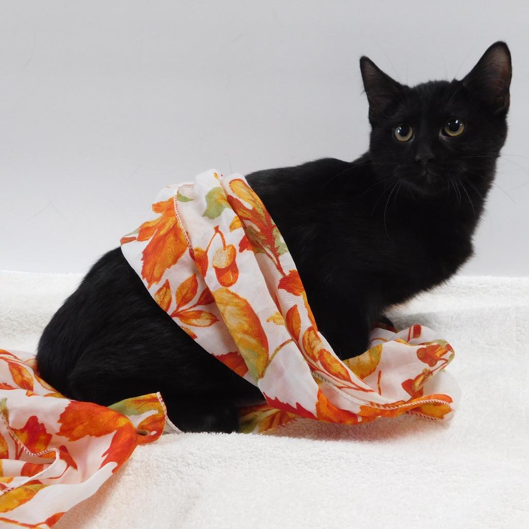 Enlarge Vampire, a Adoptable Domestic Short Hair in Canton, IL image 5/6