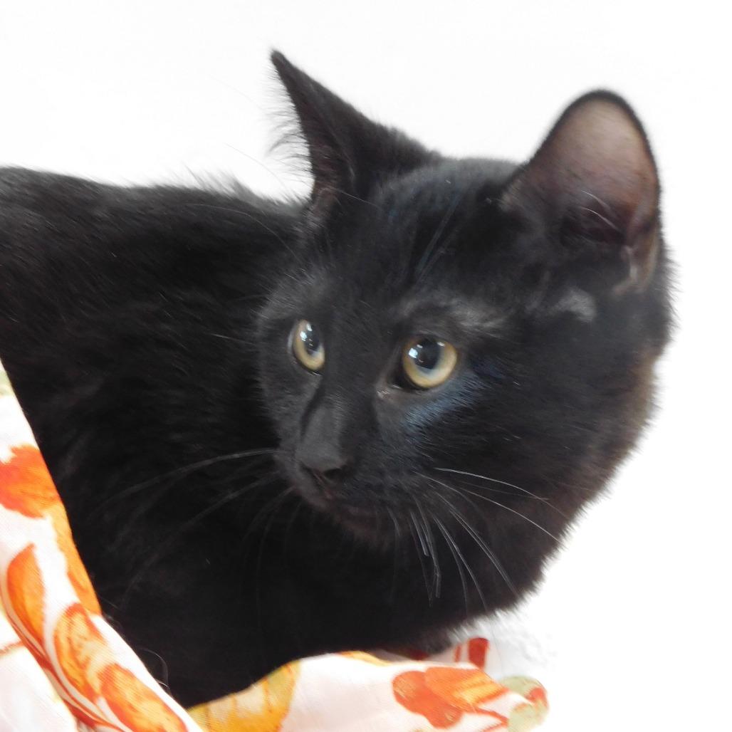 Enlarge Vampire, a Adoptable Domestic Short Hair in Canton, IL image 6/6