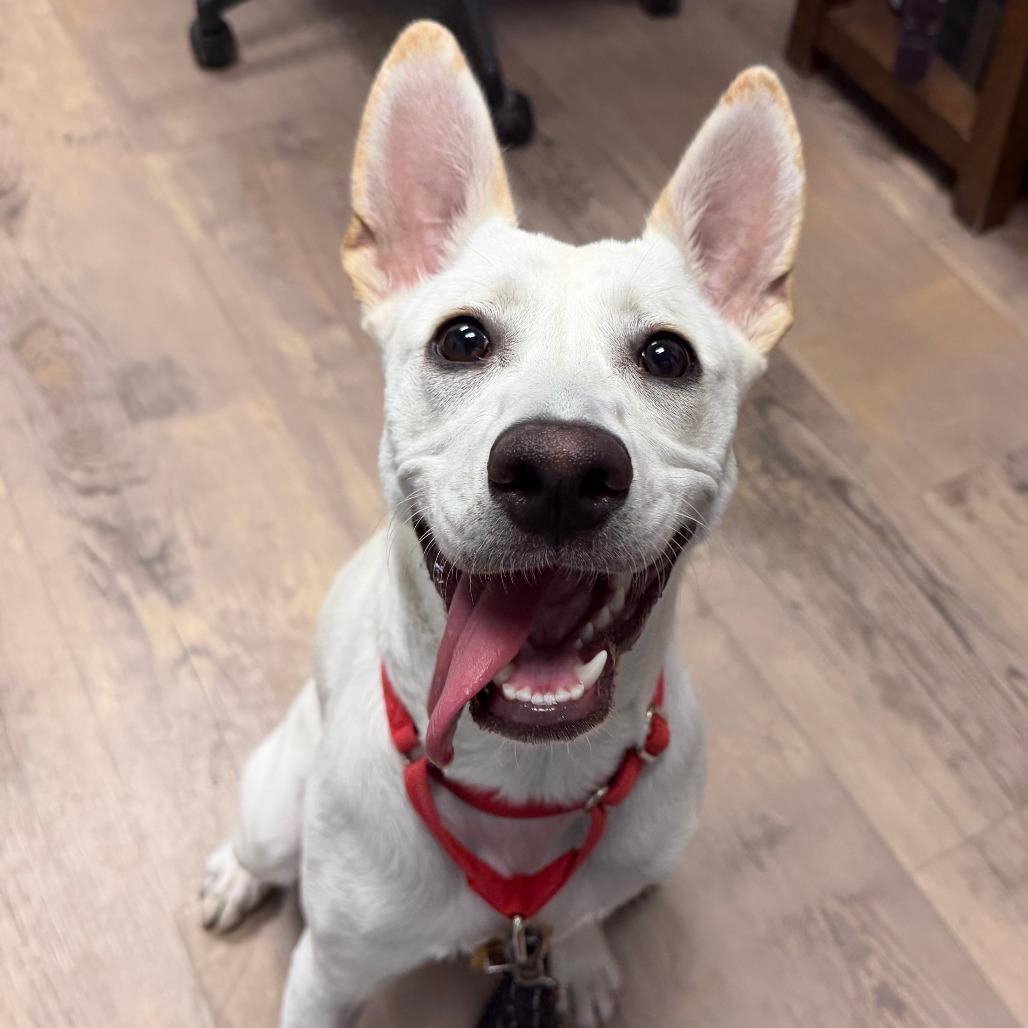 Alma, Adoptable, Young Female Husky & Pit Bull Terrier.