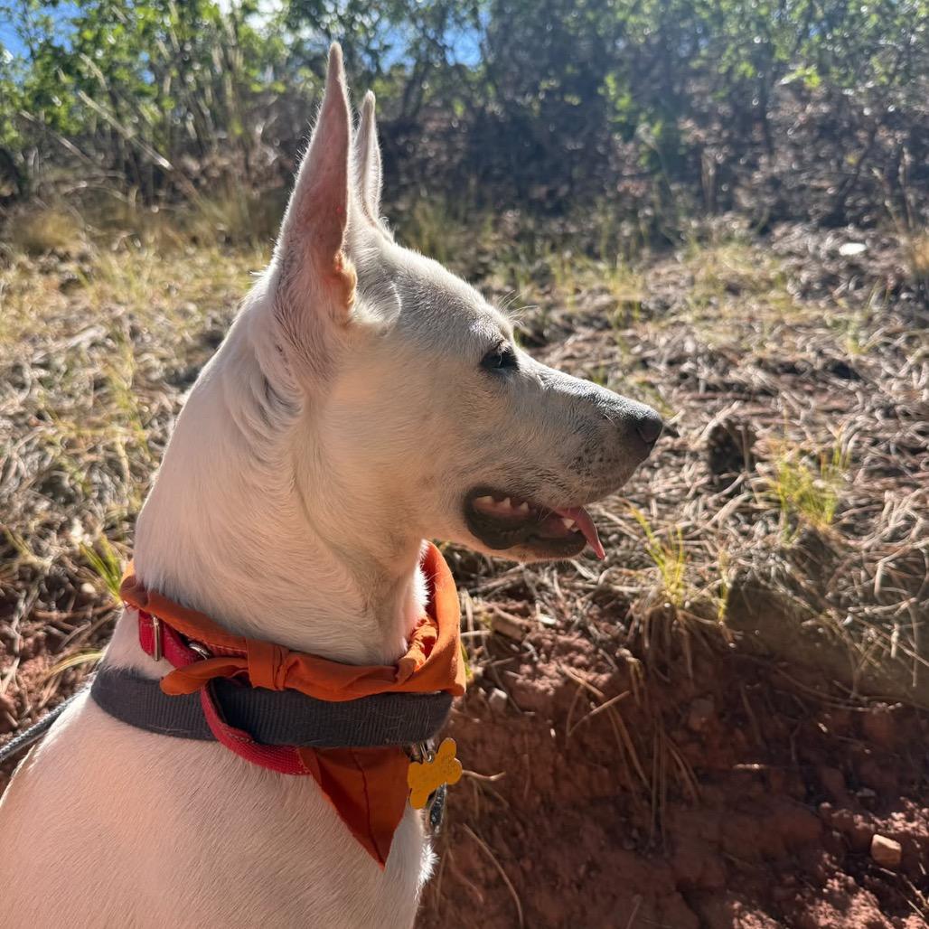 Enlarge Alma, a Adoptable mixed breed in Durango, CO image 3/6