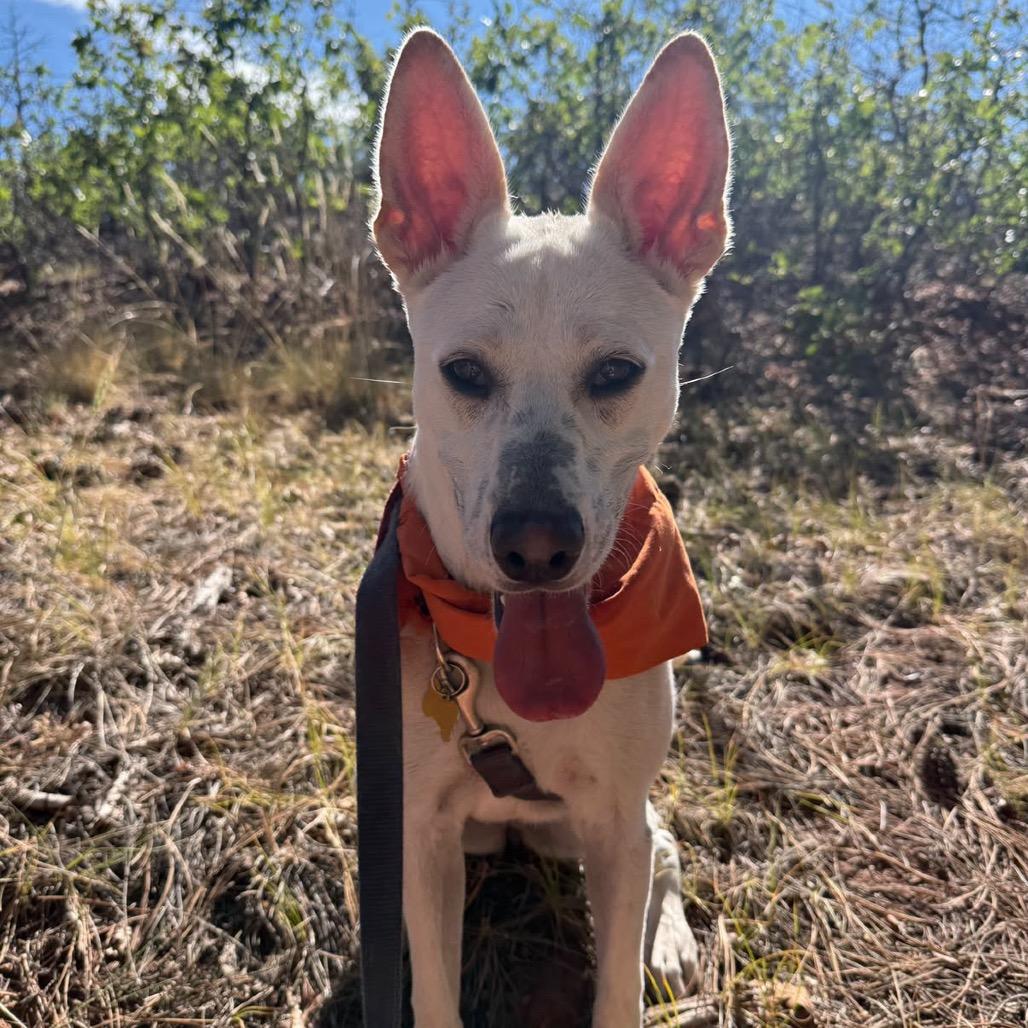 Enlarge Alma, a Adoptable mixed breed in Durango, CO image 4/6