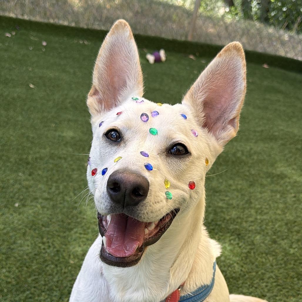Enlarge Alma, a Adoptable mixed breed in Durango, CO image 5/6