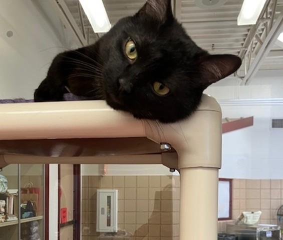 DARREL, Adoptable, Young Male Domestic Short Hair.