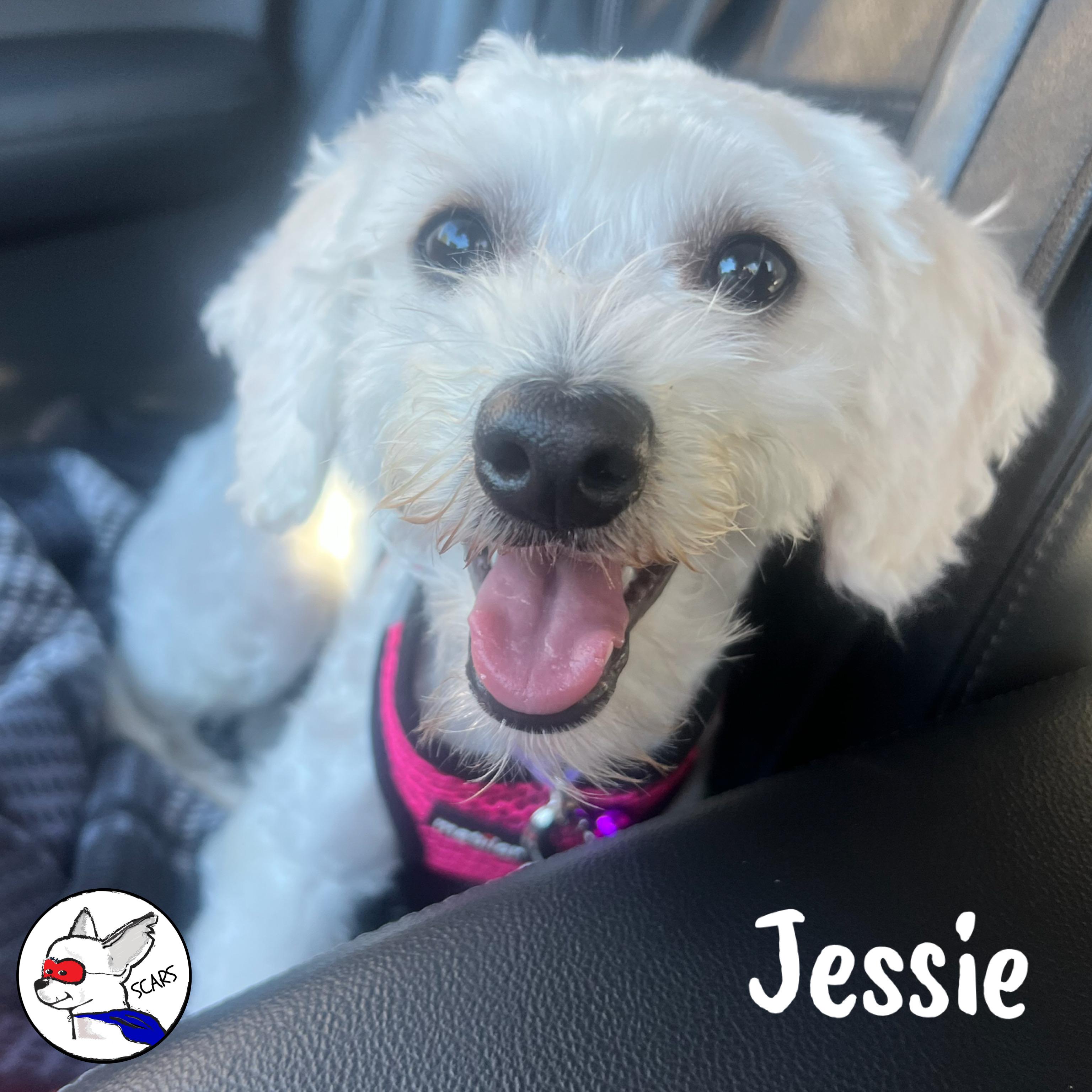 Enlarge Jessie, an adopted Maltipoo in Glendora, CA image 3/6