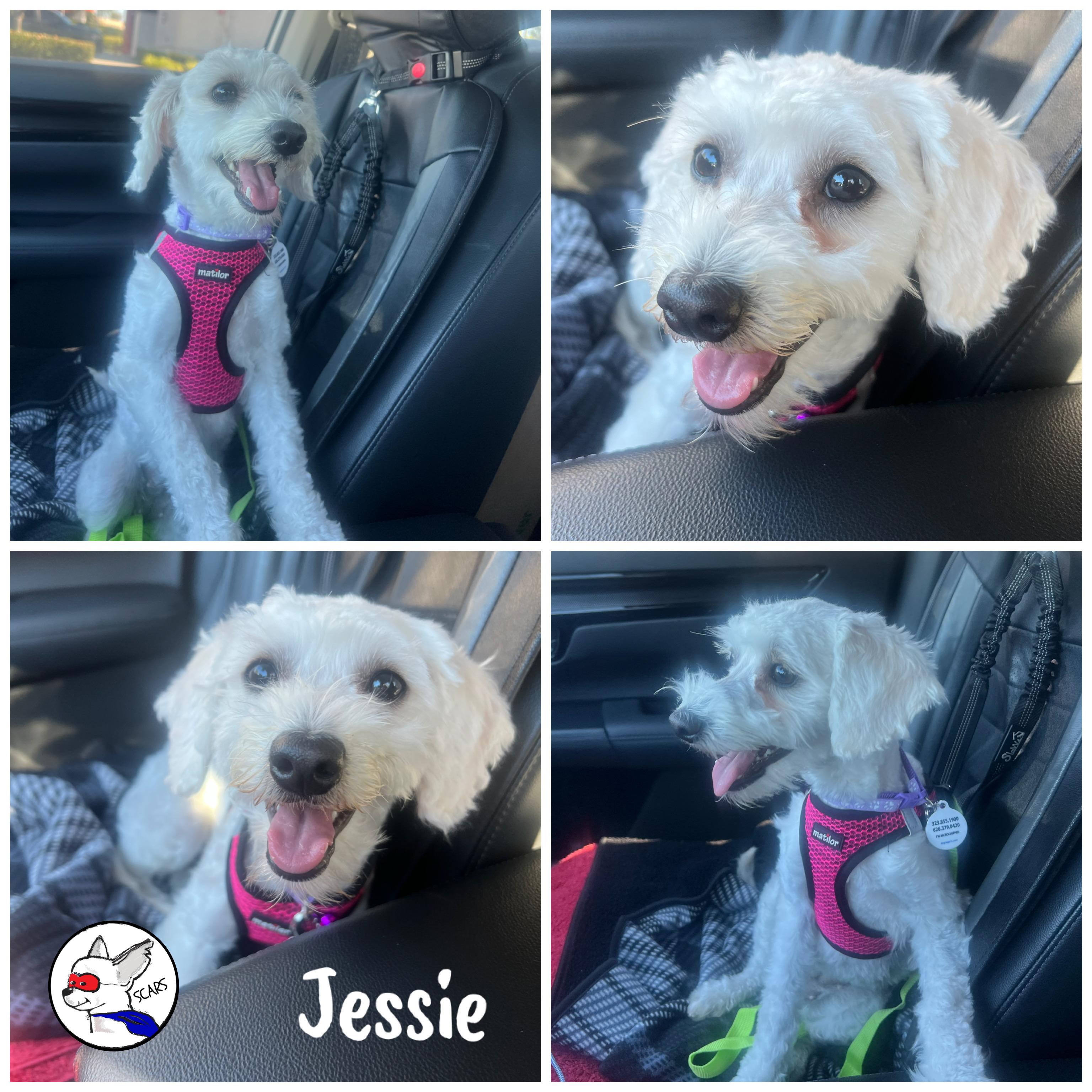 Enlarge Jessie, an adopted Maltipoo in Glendora, CA image 5/6