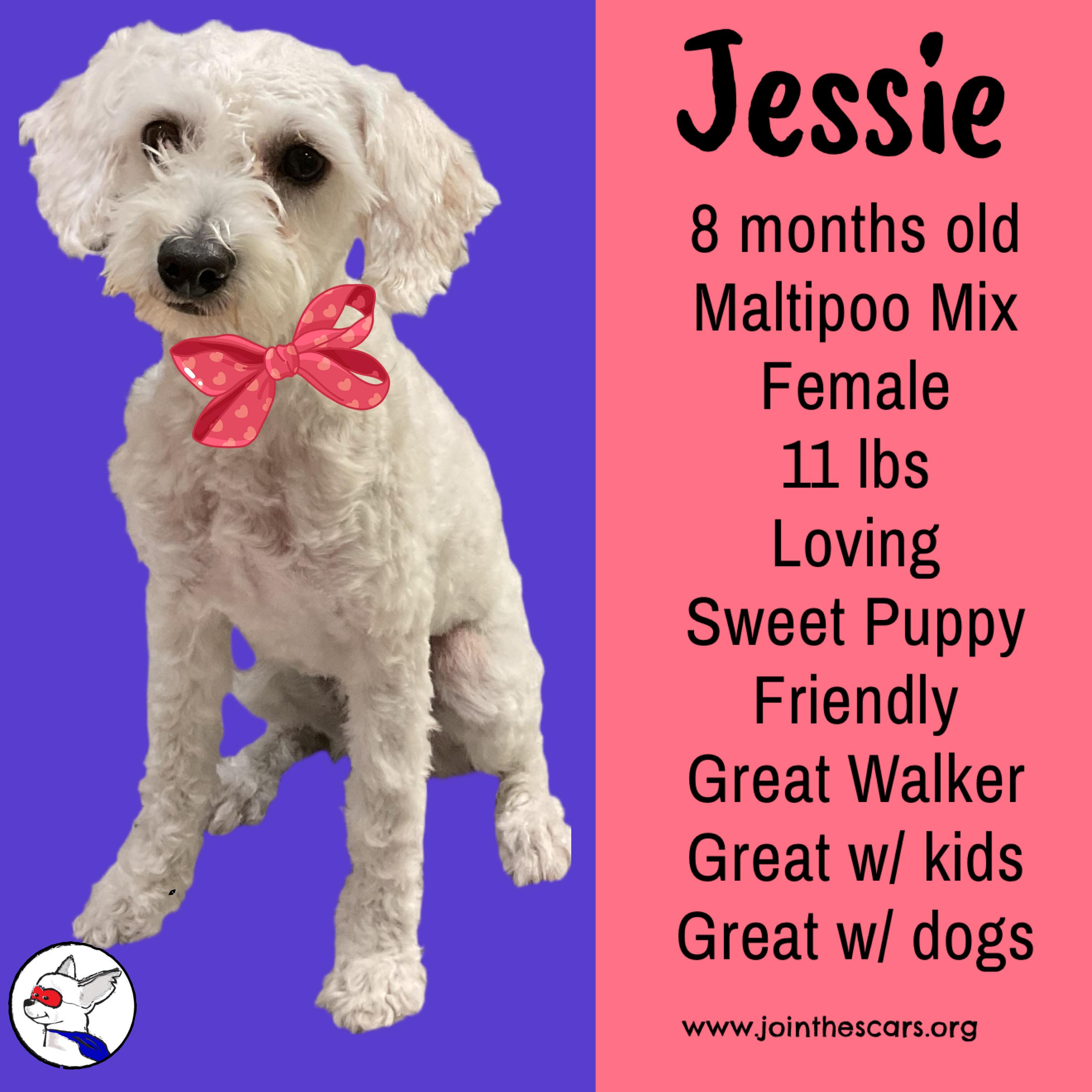 Jessie, adopted, Young Female Maltipoo.