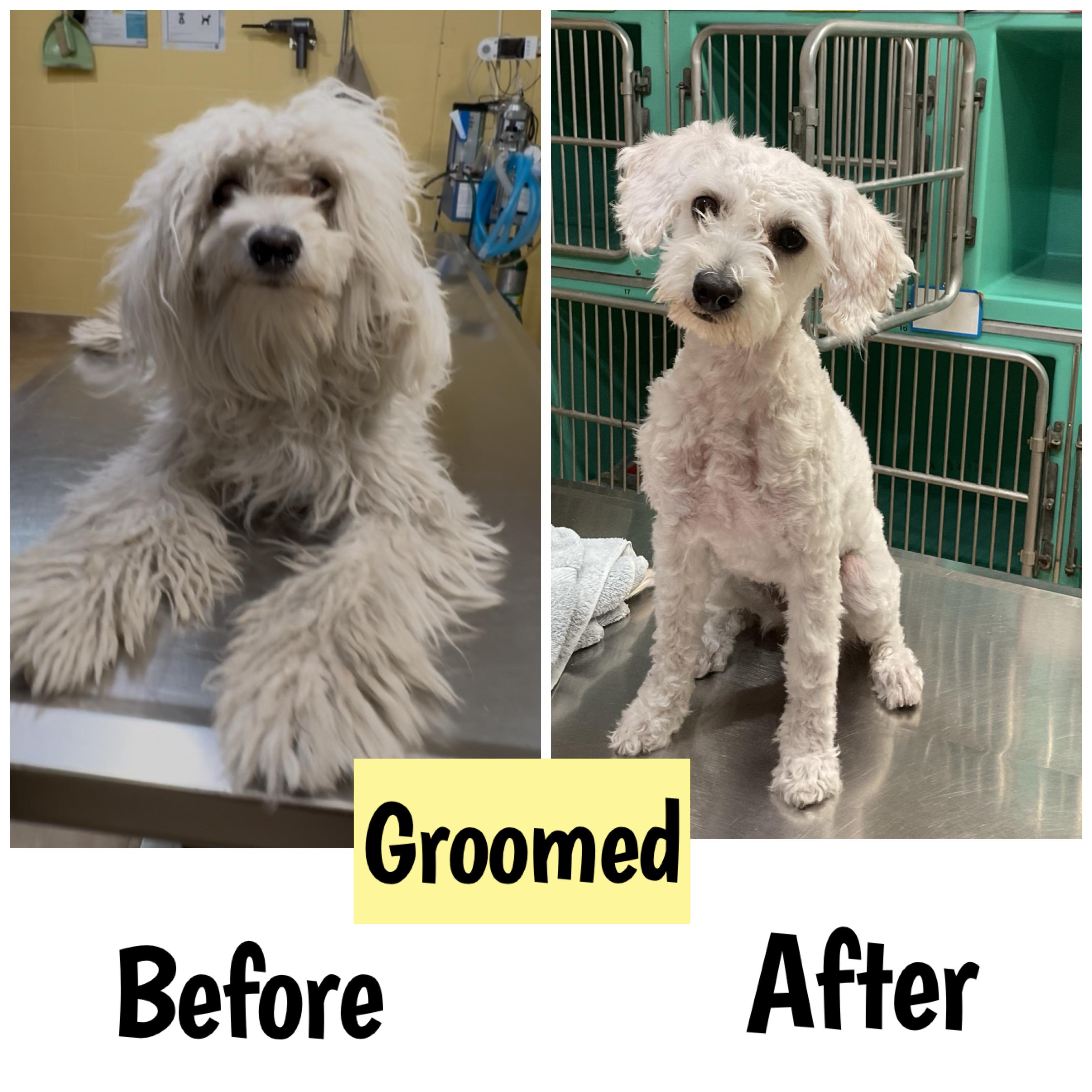 Enlarge Jessie, an adopted Maltipoo in Glendora, CA image 2/6