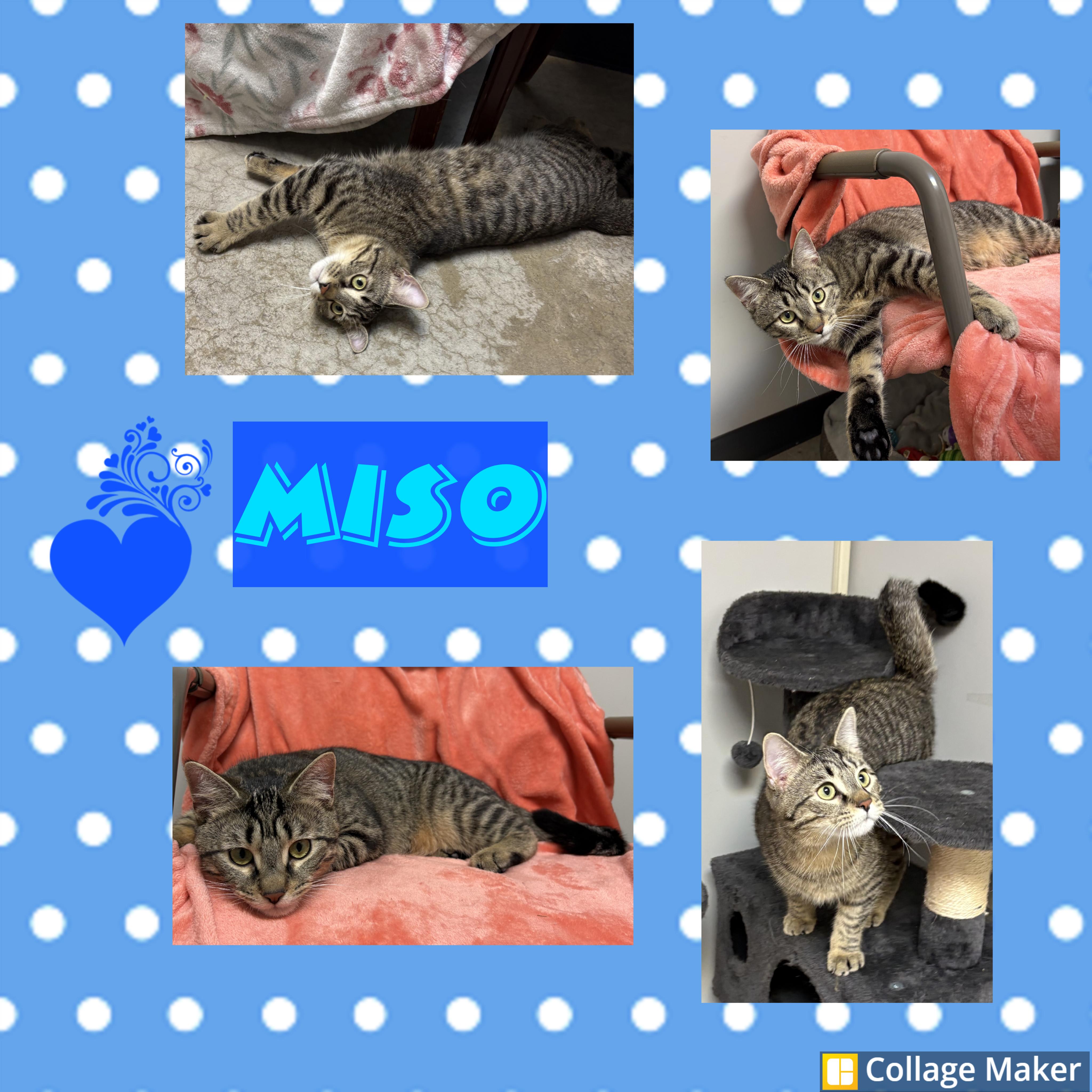 Miso, ADOPTABLE, Young Male Domestic Short Hair.