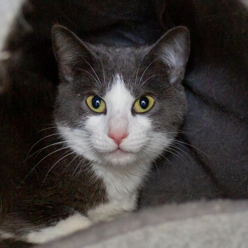 Doja, a Adoptable Domestic Short Hair in La Grange, KY image 2/6