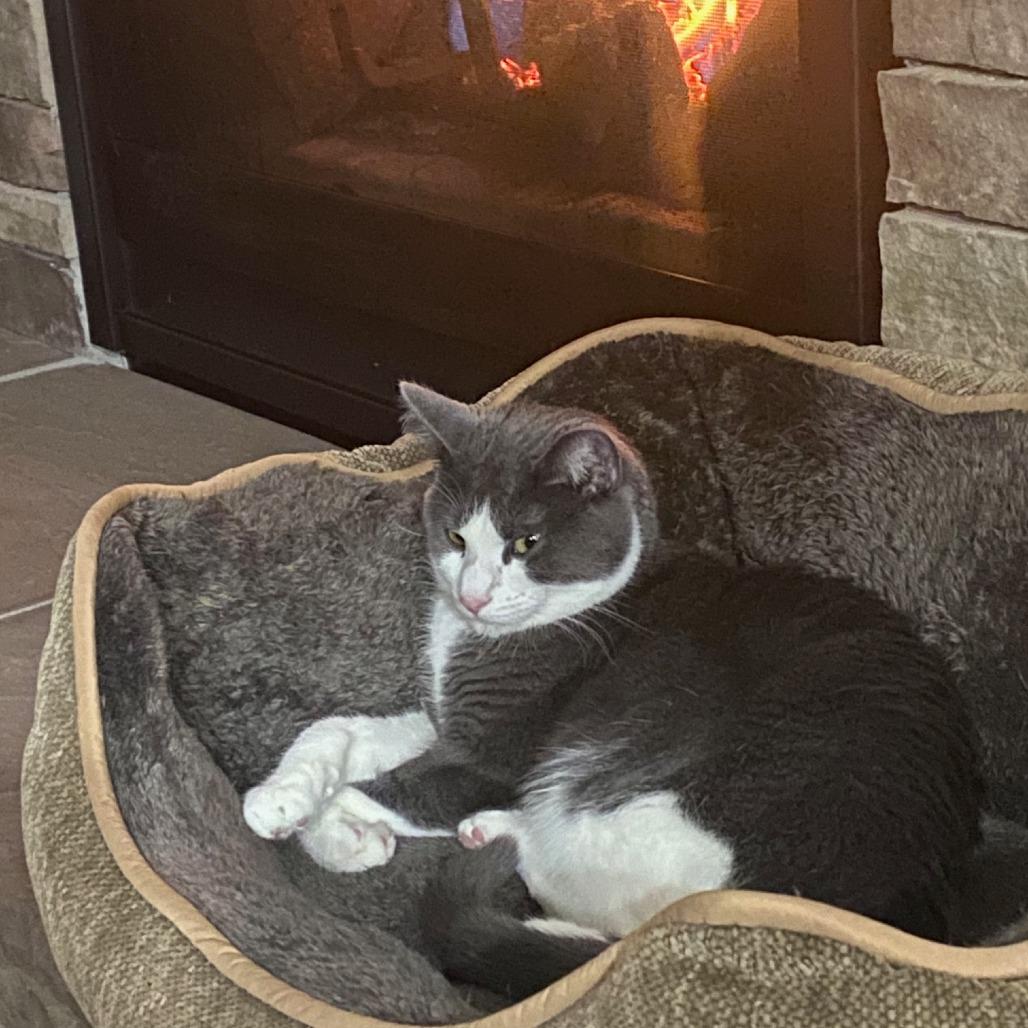 Doja, a Adoptable Domestic Short Hair in La Grange, KY image 3/6