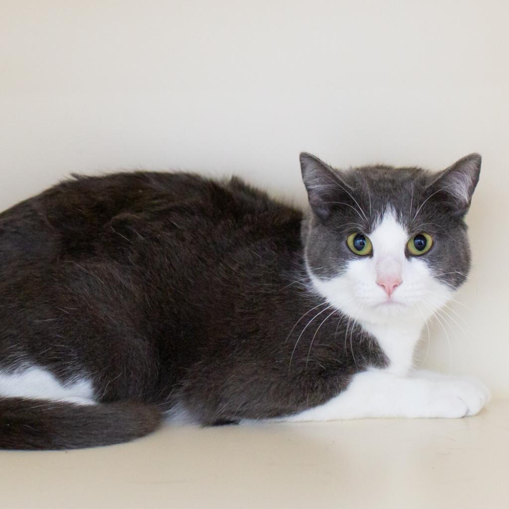 Doja, a Adoptable Domestic Short Hair in La Grange, KY image 1/6