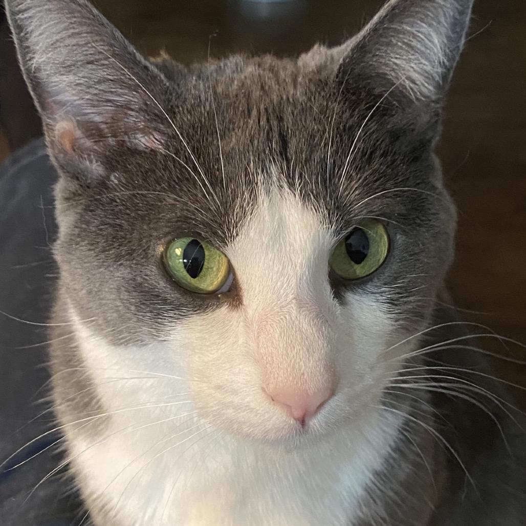 Doja, a Adoptable Domestic Short Hair in La Grange, KY image 5/6