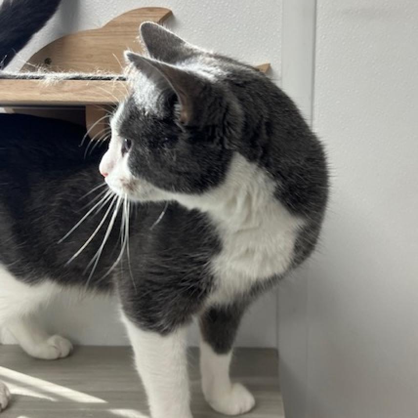 Doja, a Adoptable Domestic Short Hair in La Grange, KY image 4/6