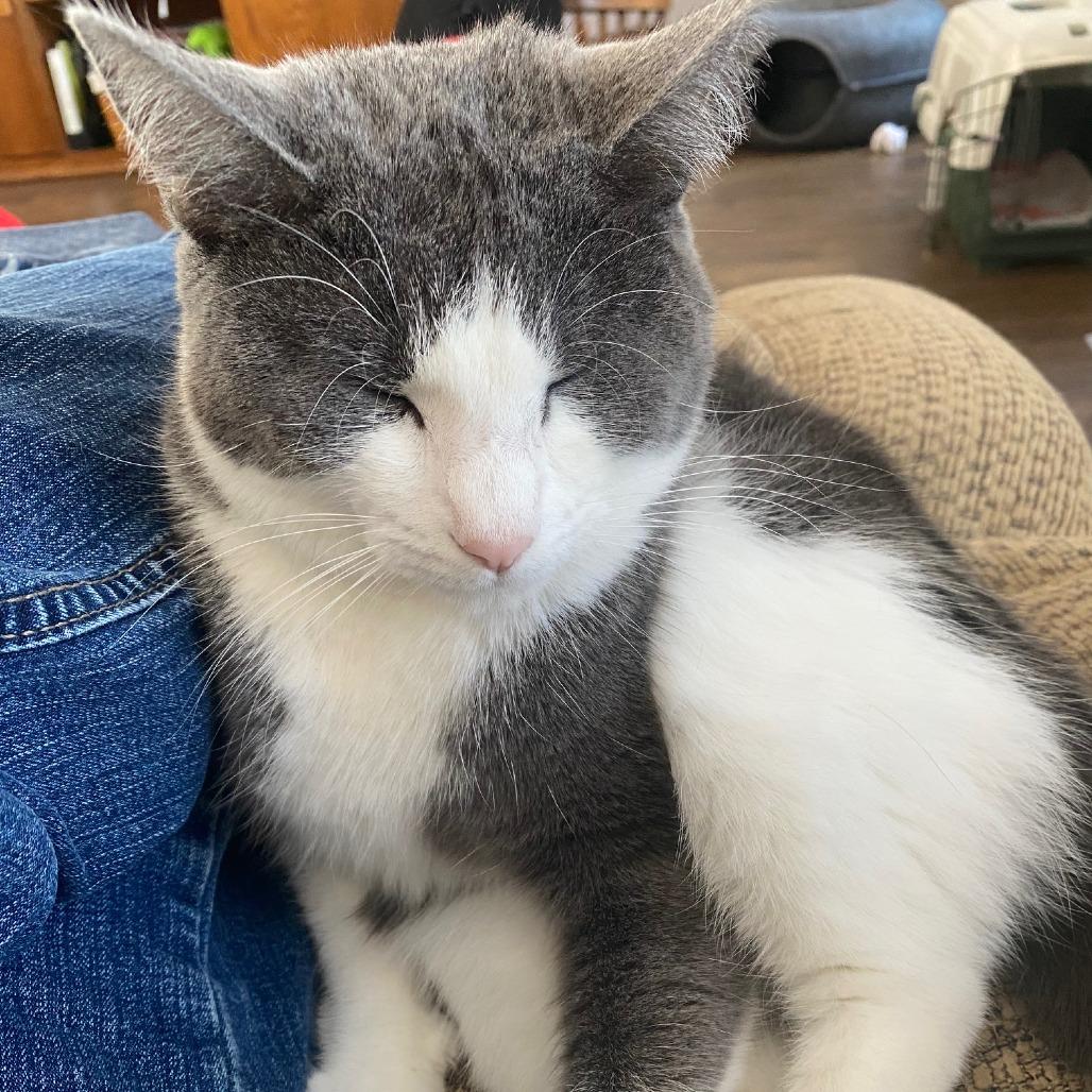 Doja, a Adoptable Domestic Short Hair in La Grange, KY image 5/6