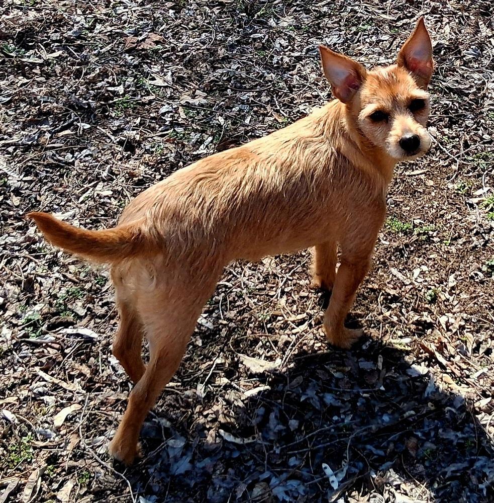Enlarge Lollie (25-161 D), a Adoptable mixed breed in Lansing, MI image 2/3