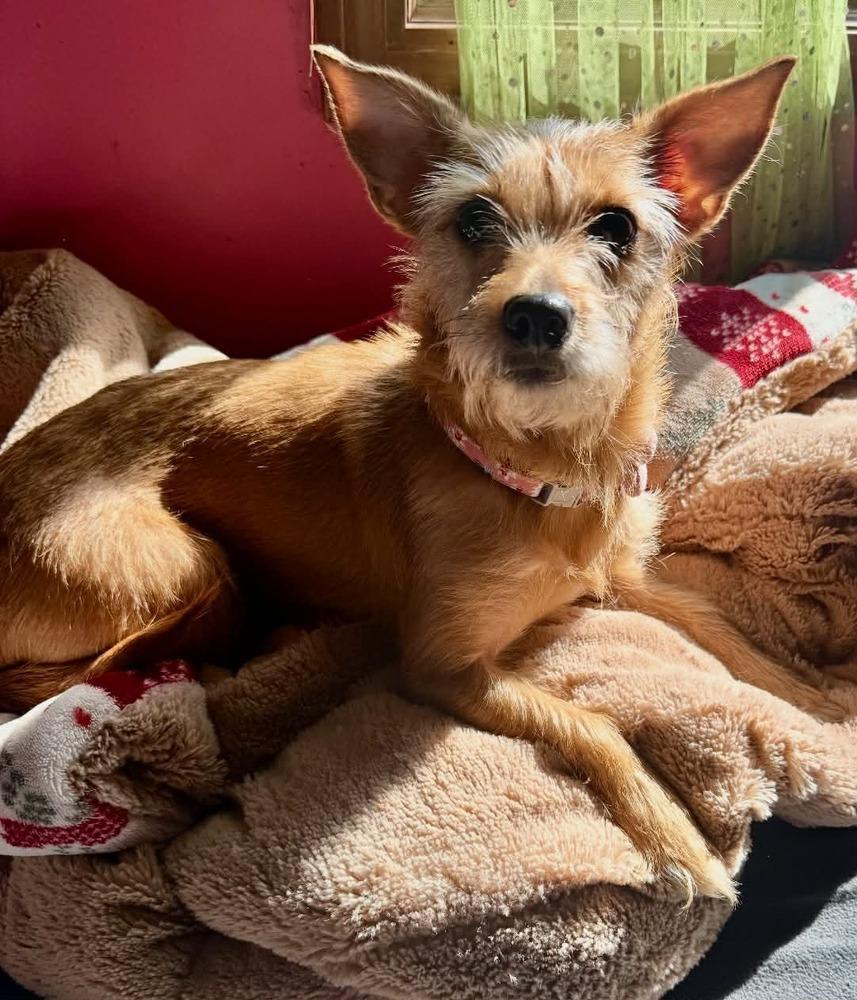 Enlarge Lollie (25-161 D), a Adoptable mixed breed in Lansing, MI image 3/3