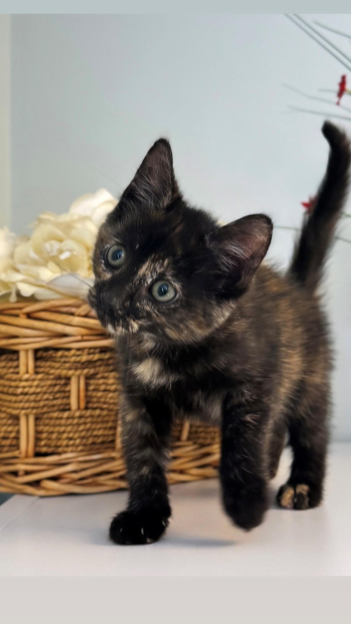 Cleo