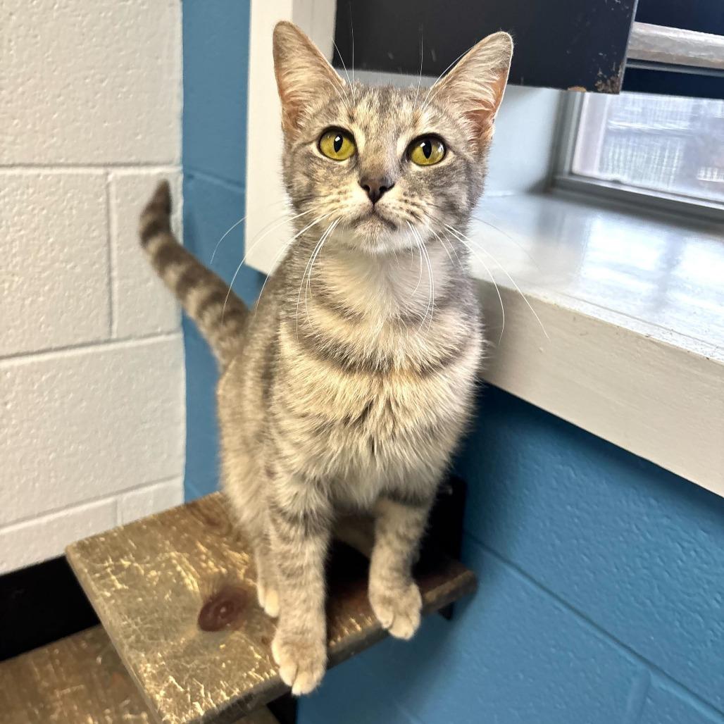 Enlarge Beige Drapes, a Adoptable Domestic Short Hair in Carencro, LA image 1/5