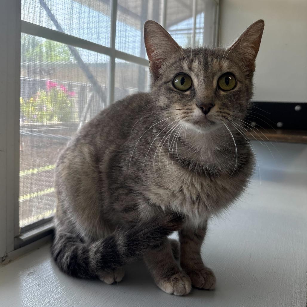 Enlarge Beige Drapes, a Adoptable Domestic Short Hair in Carencro, LA image 2/5