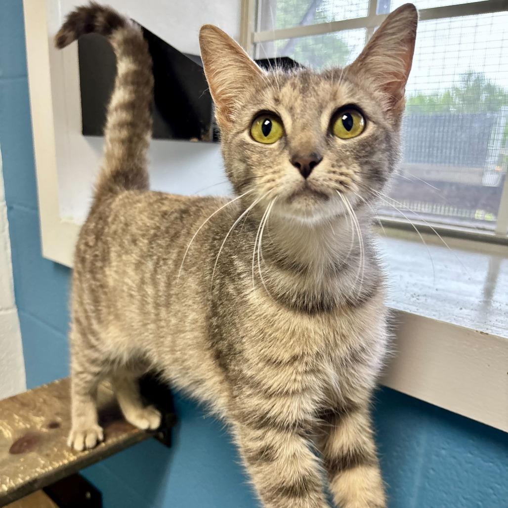 Enlarge Beige Drapes, a Adoptable Domestic Short Hair in Carencro, LA image 3/5