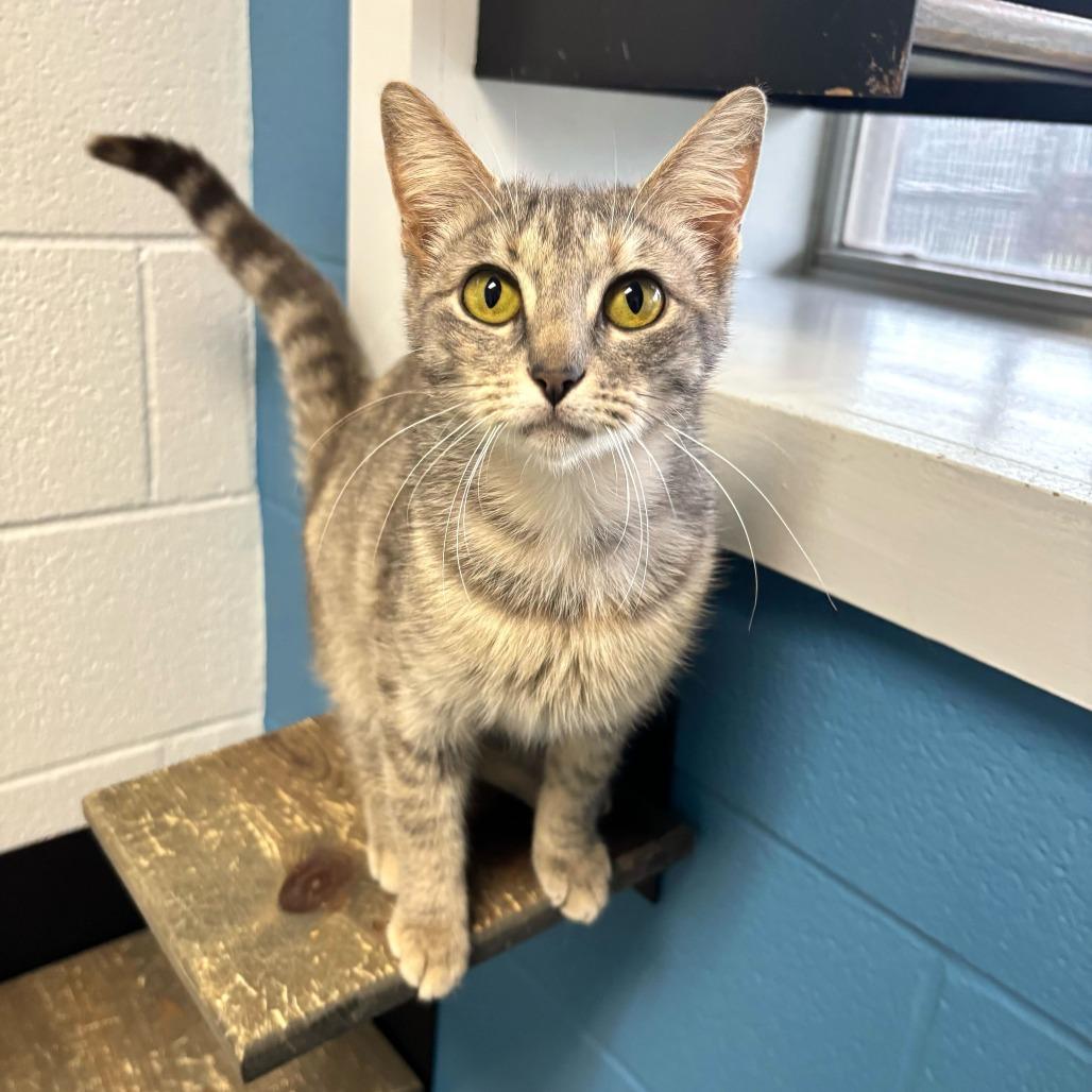 Enlarge Beige Drapes, a Adoptable Domestic Short Hair in Carencro, LA image 4/5