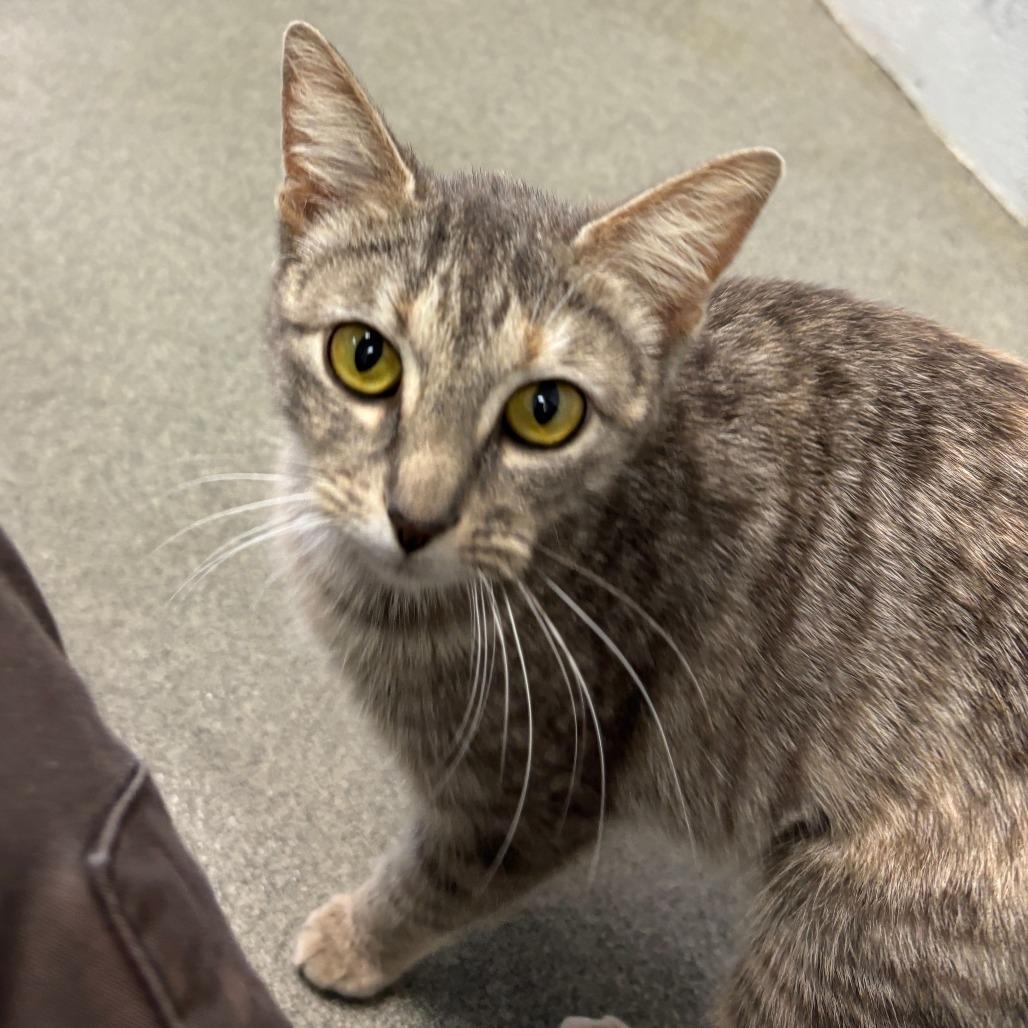 Enlarge Beige Drapes, a Adoptable Domestic Short Hair in Carencro, LA image 5/5