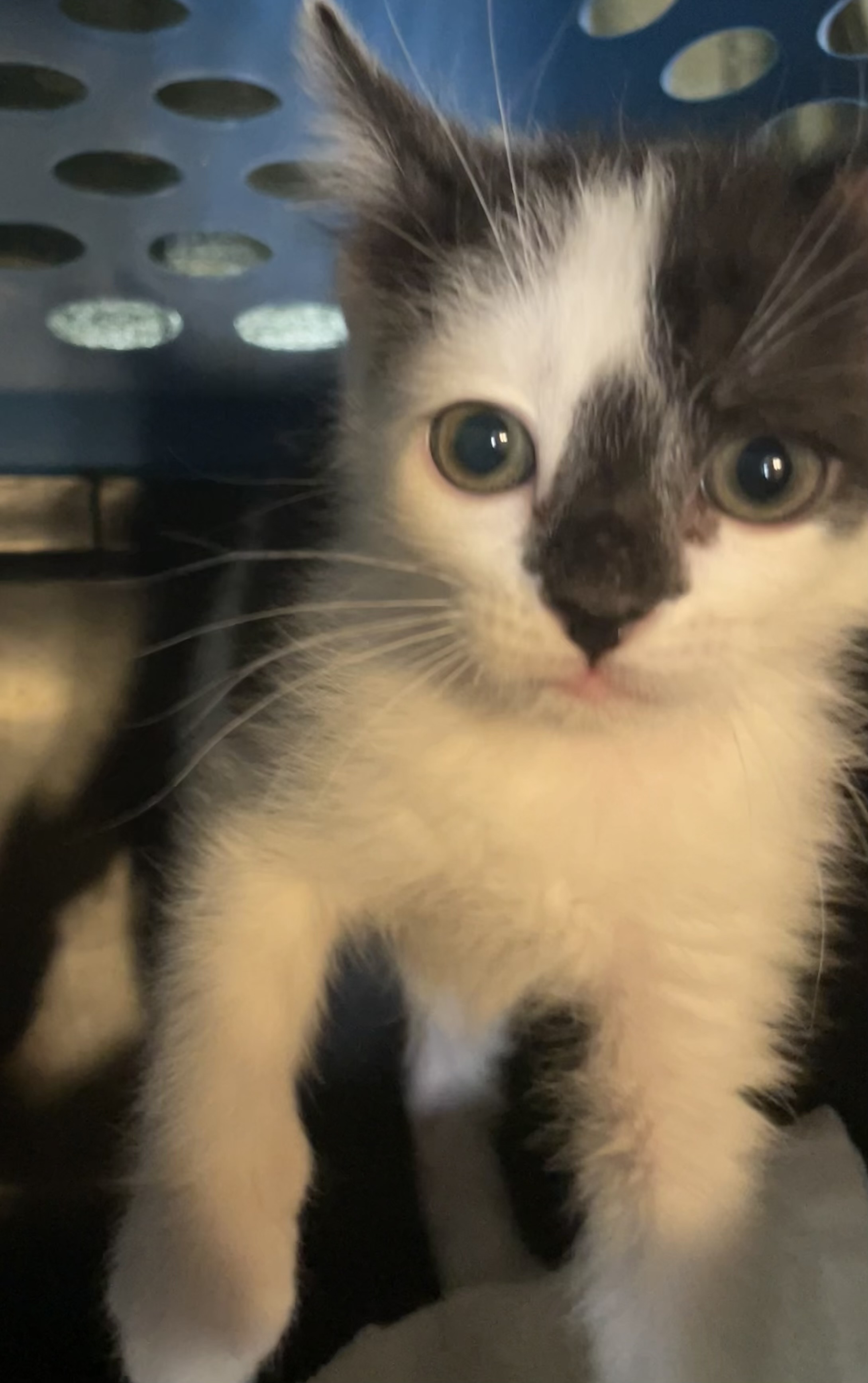 Rex, an adopted Domestic Short Hair in Watonga, OK_image-1