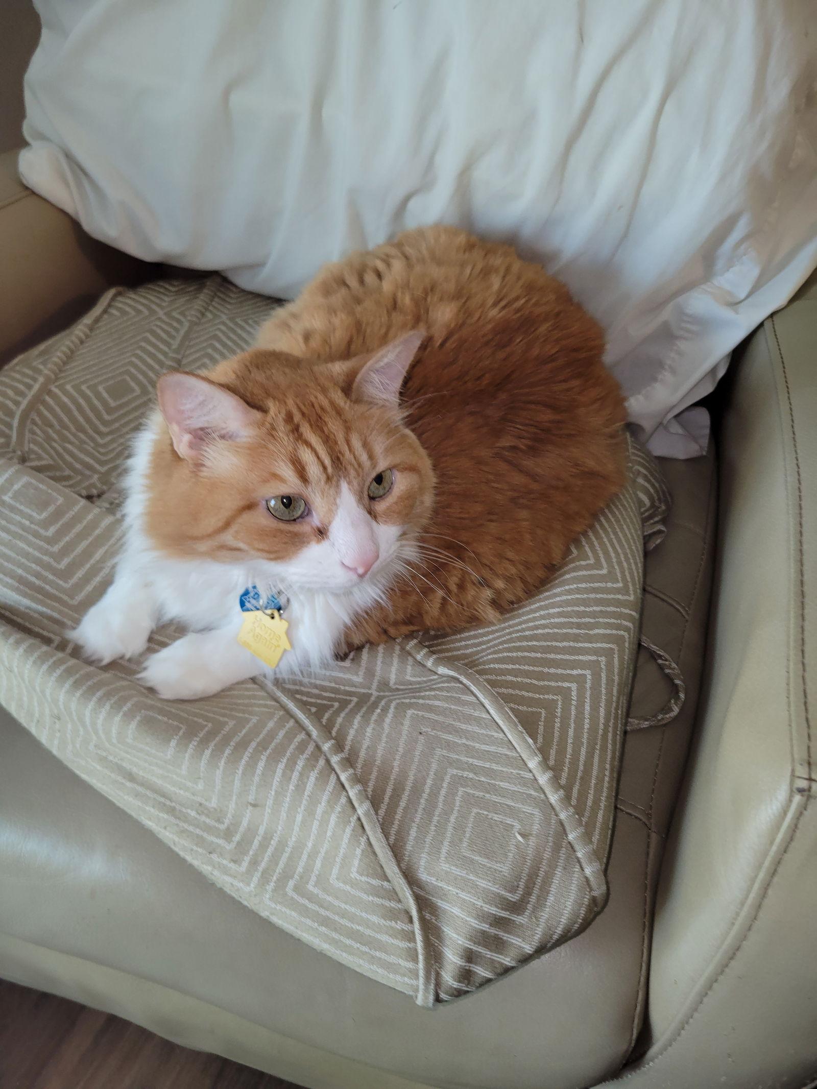 Sammi, Adopted, Senior Female Domestic Medium Hair.