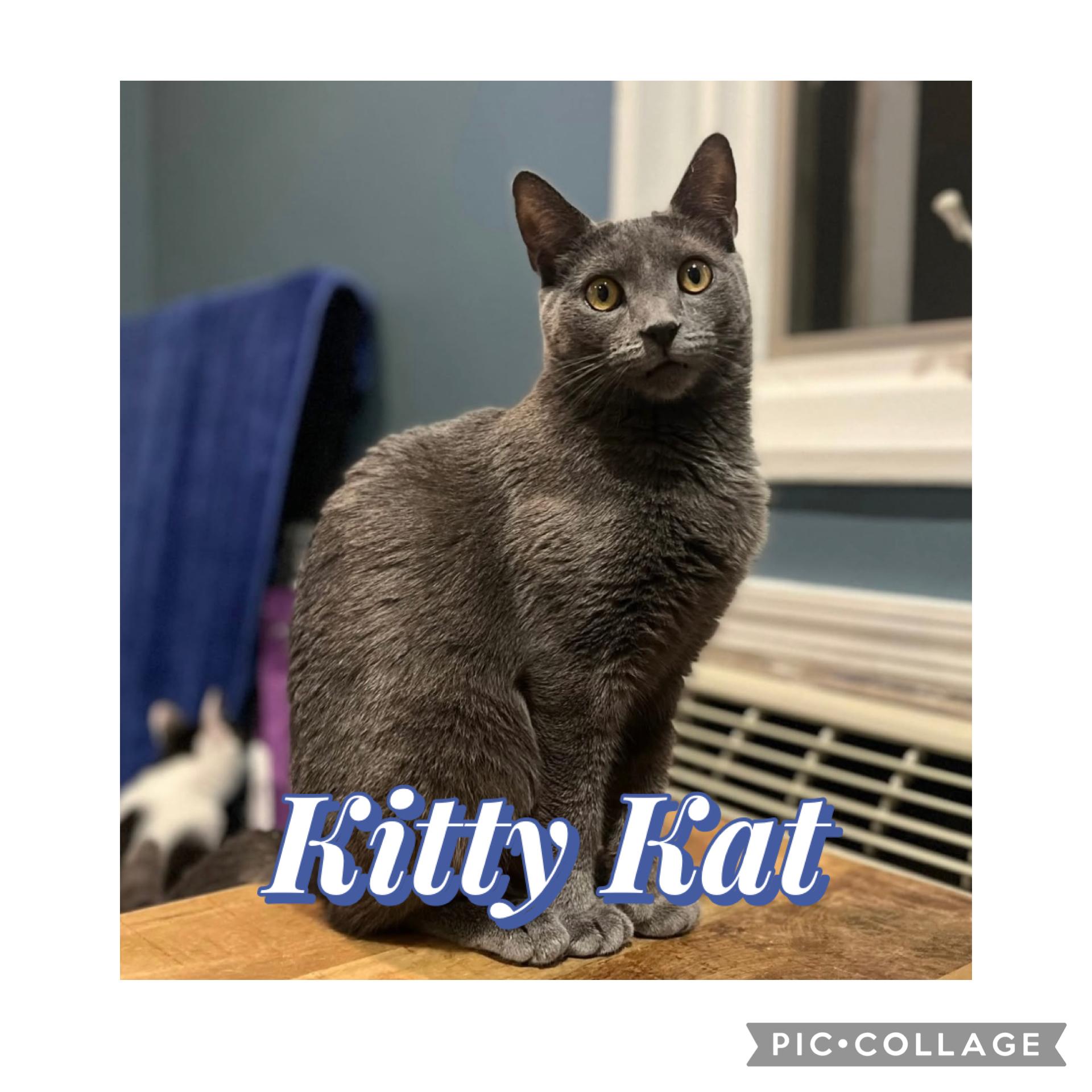 Kitty Kat & Dolly photo 2