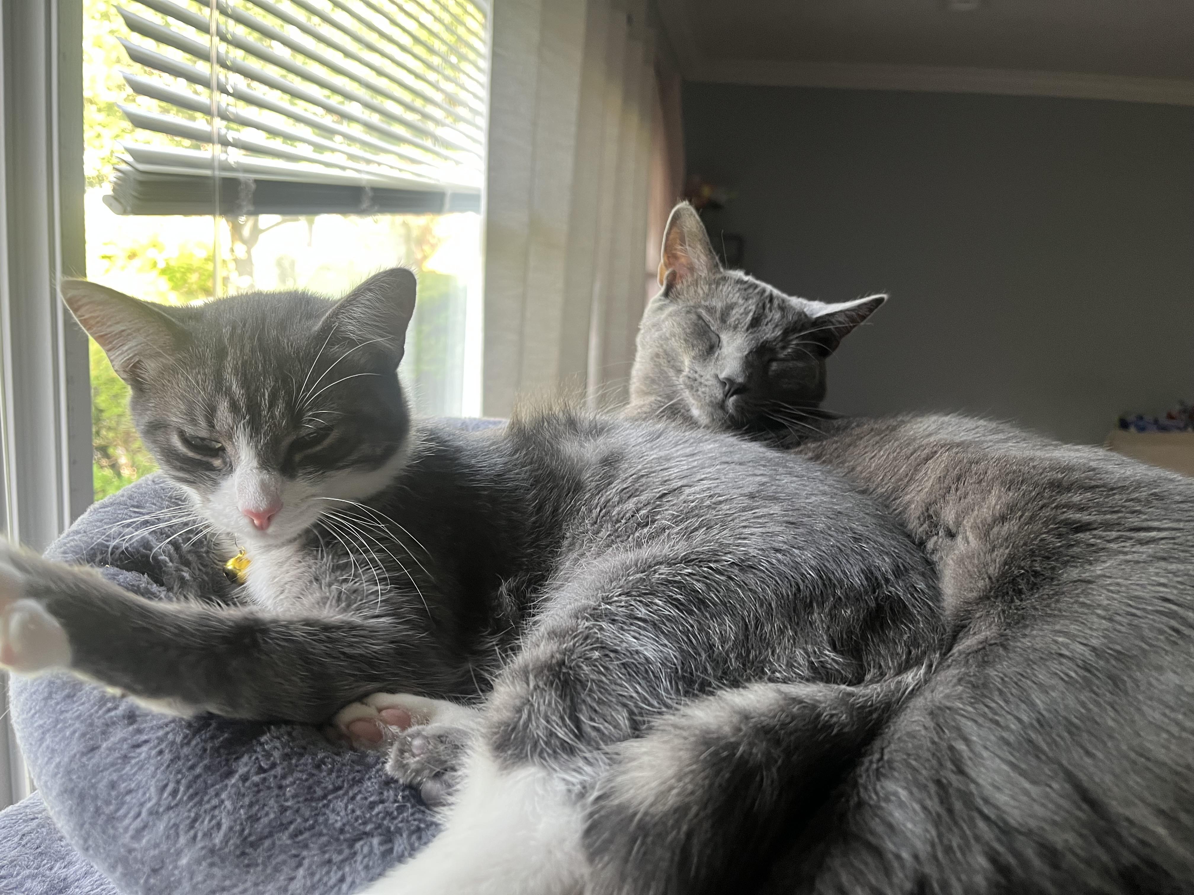 Kitty Kat & Dolly Russian Blue Cat