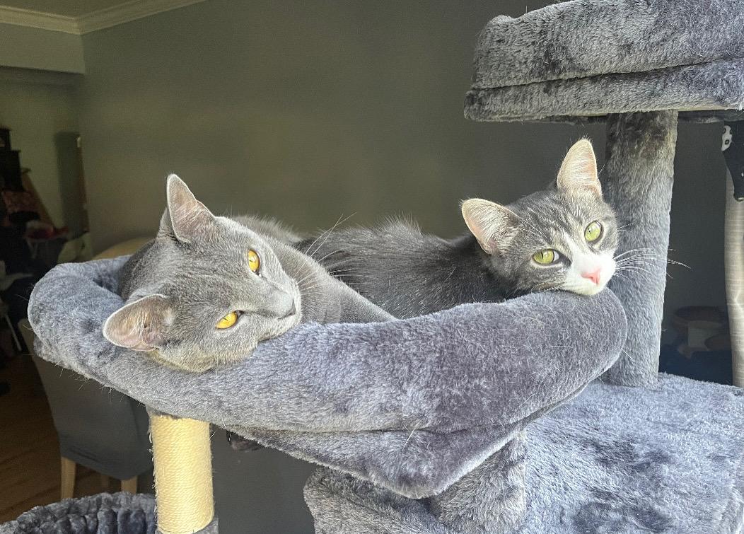 Kitty Kat & Dolly photo 3