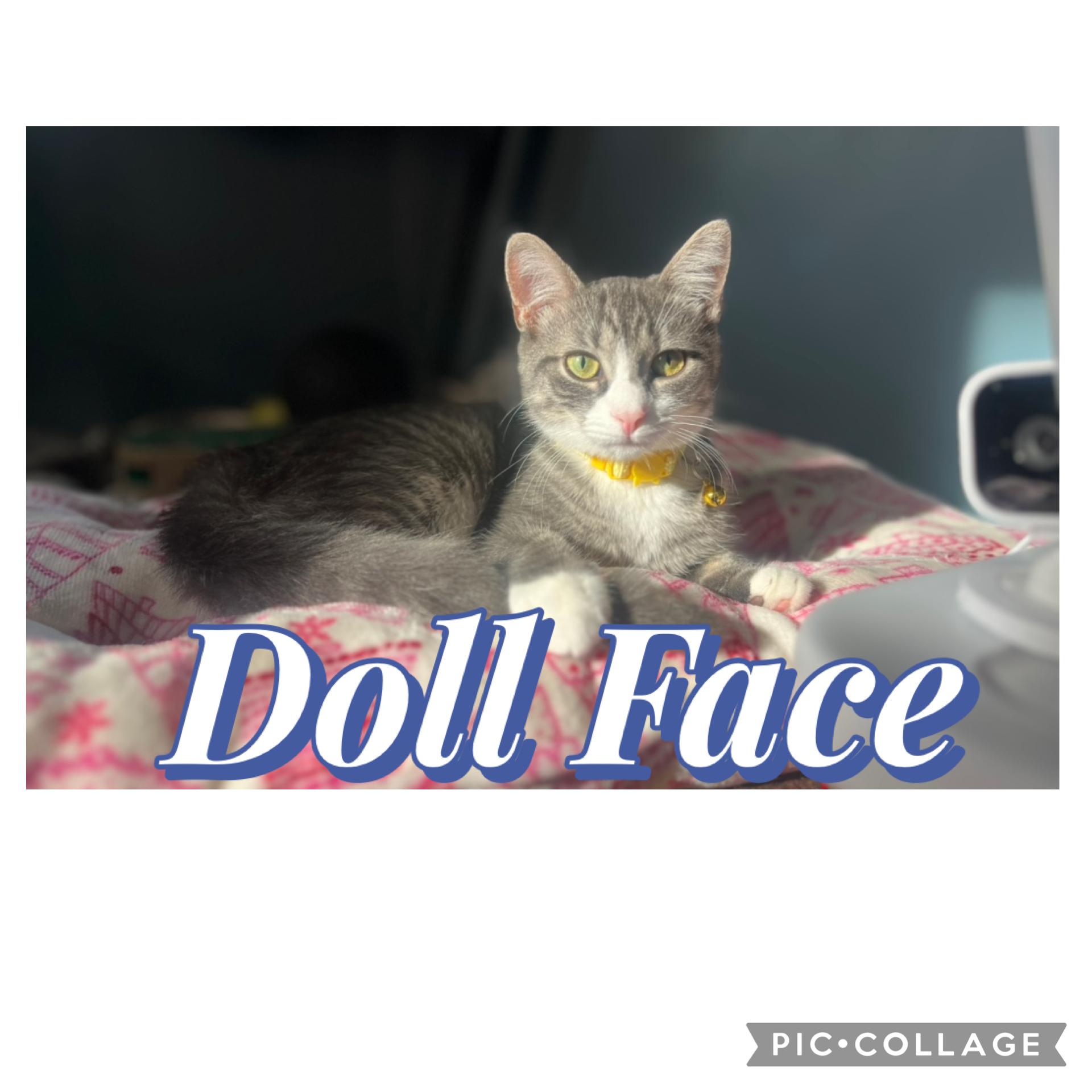 Kitty Kat & Dolly photo 4
