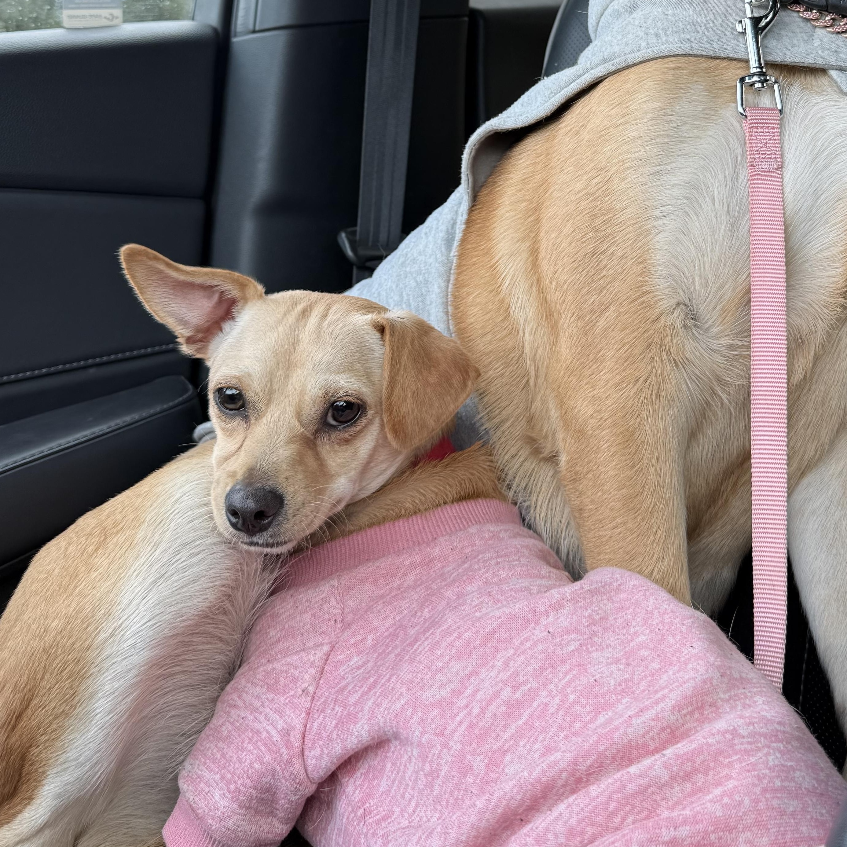 Enlarge Sassy, a ADOPTABLE mixed breed in Lodi, CA image 5/5