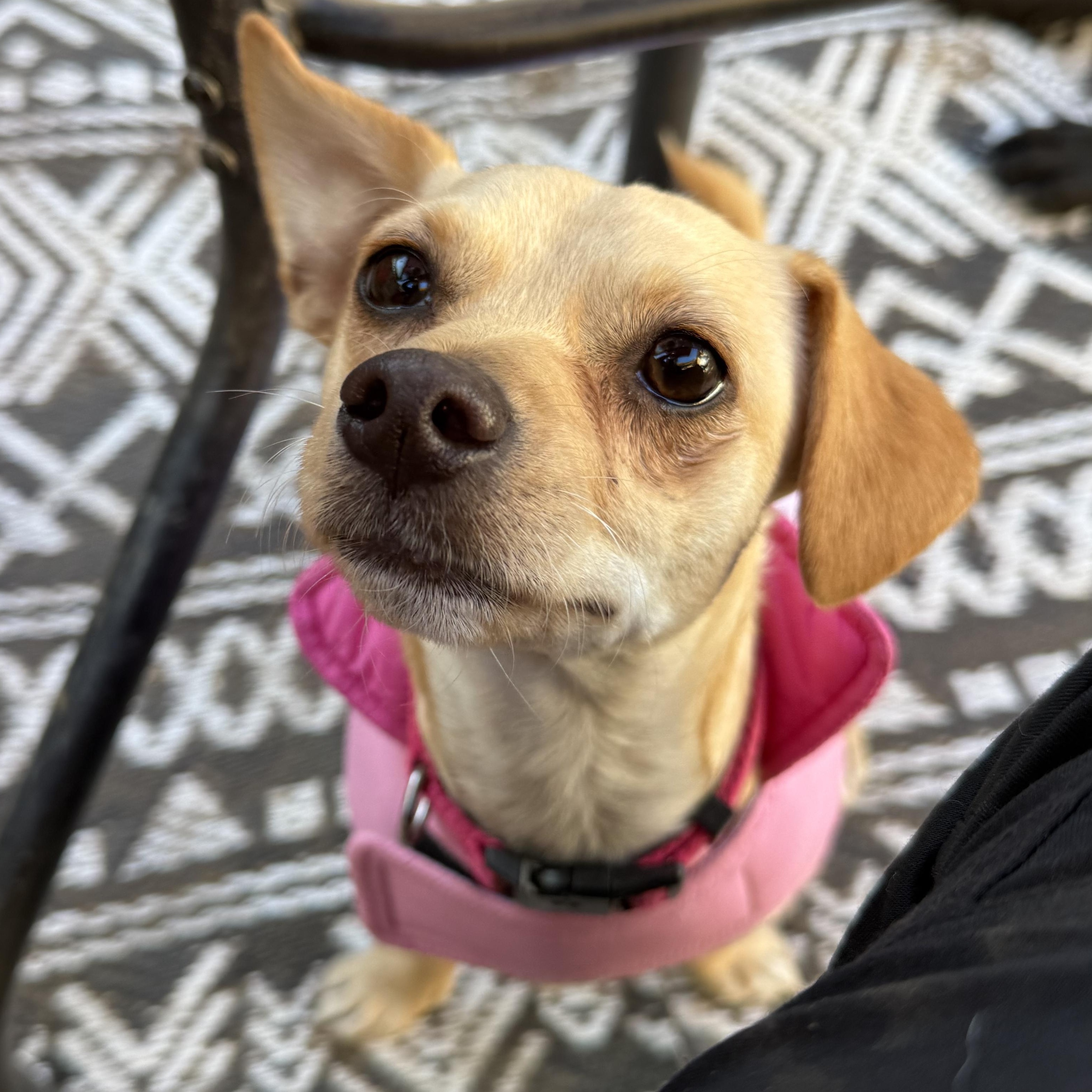 Sassy, ADOPTABLE, Young Female Chihuahua & Dachshund.