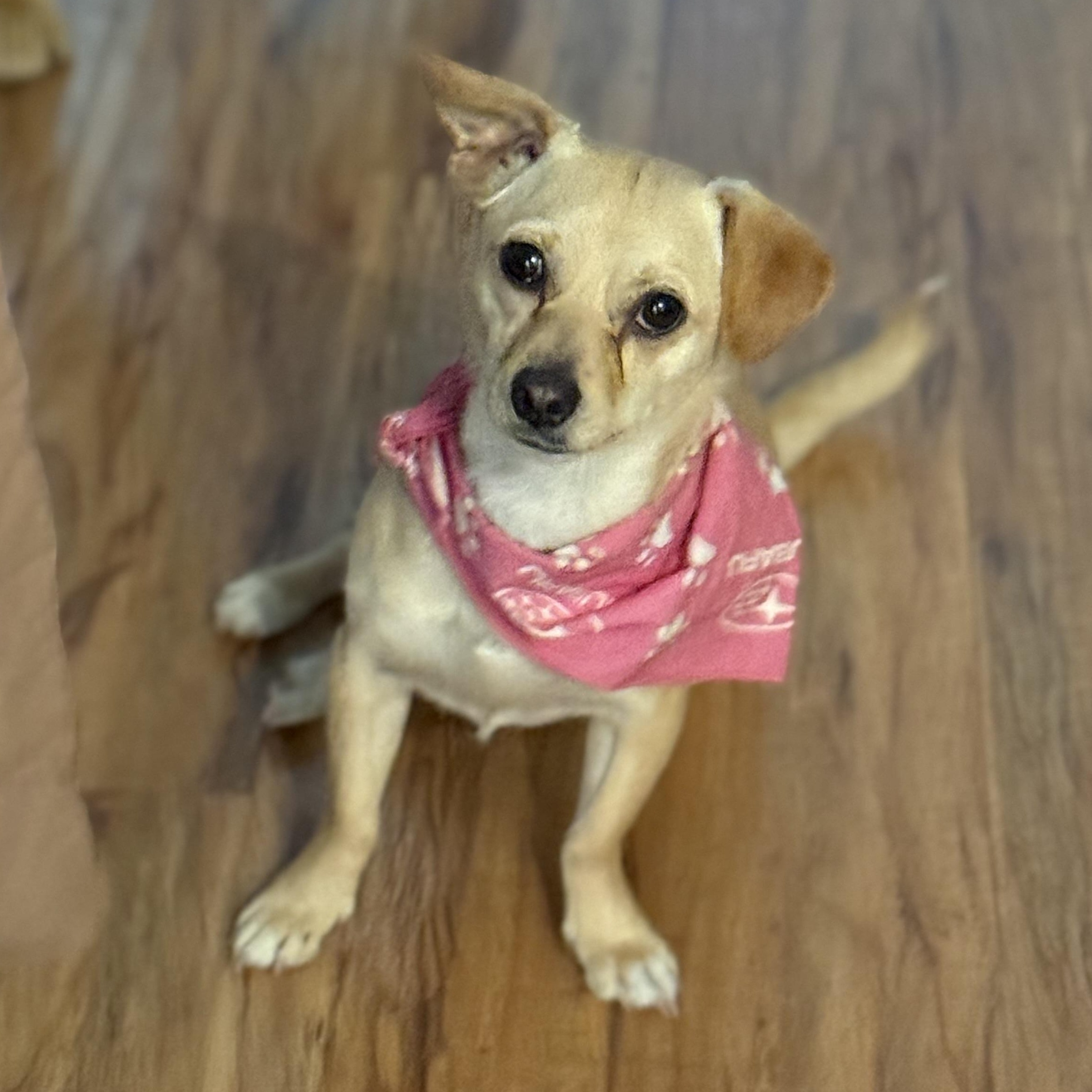 Enlarge Sassy, a ADOPTABLE mixed breed in Lodi, CA image 2/5