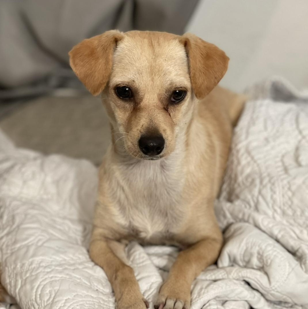 Enlarge Sassy, a ADOPTABLE mixed breed in Lodi, CA image 3/5