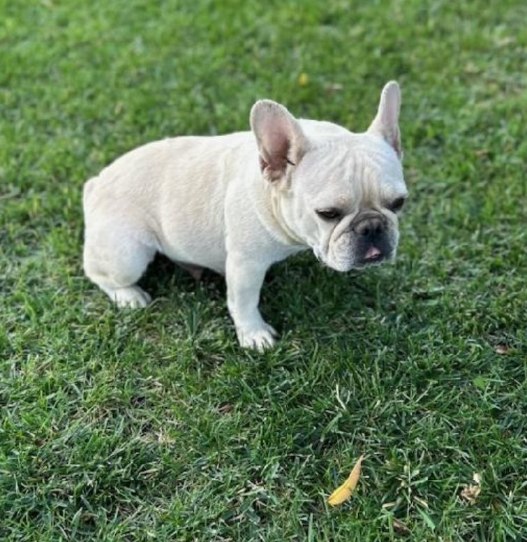Dog for adoption Snow, a French Bulldog in Santa Clarita, CA Petfinder